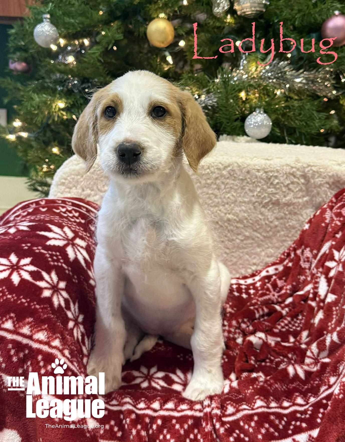 Enlarge Ladybug, a ADOPTABLE mixed breed in Clermont, FL image 3/4