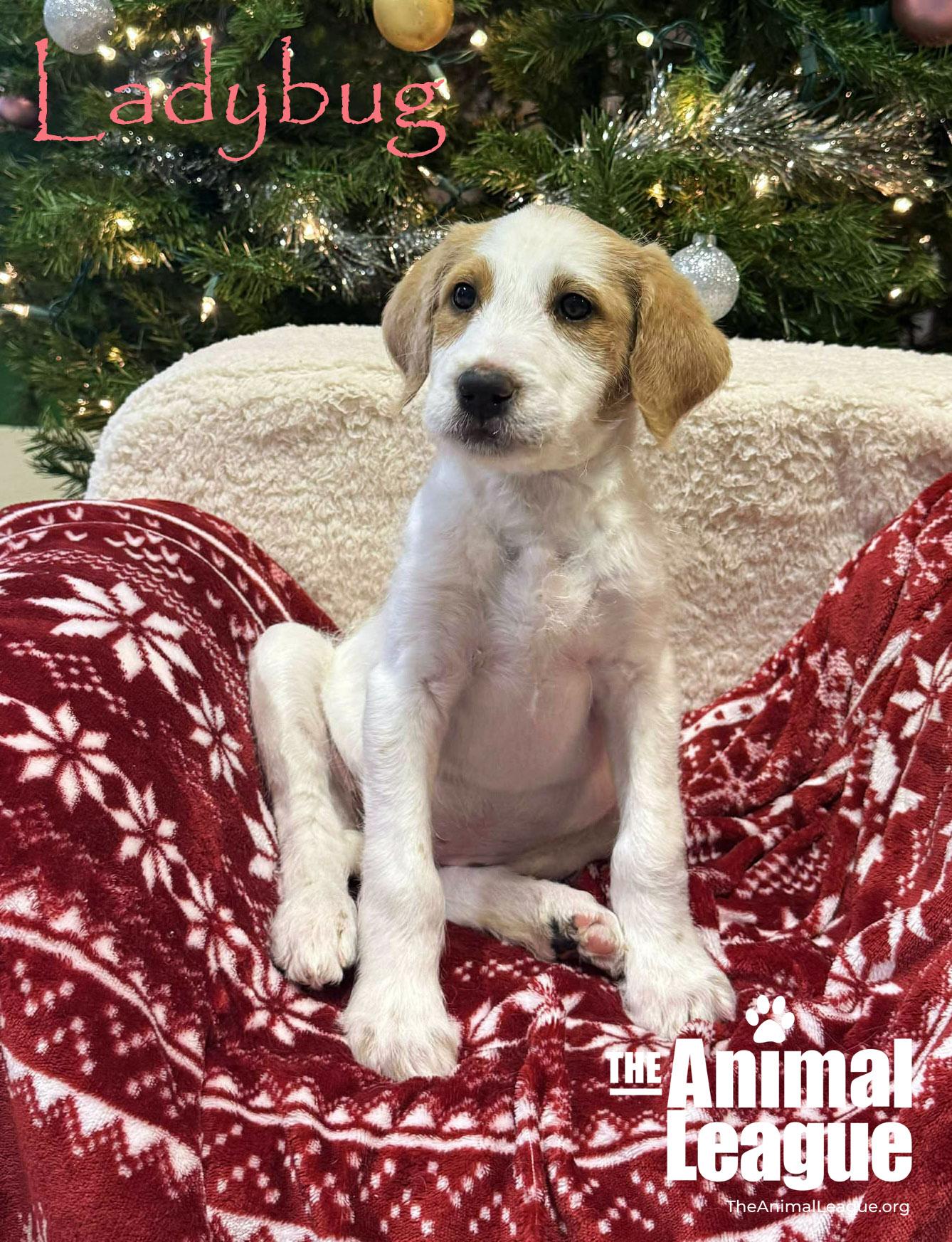 Enlarge Ladybug, a ADOPTABLE mixed breed in Clermont, FL image 2/4