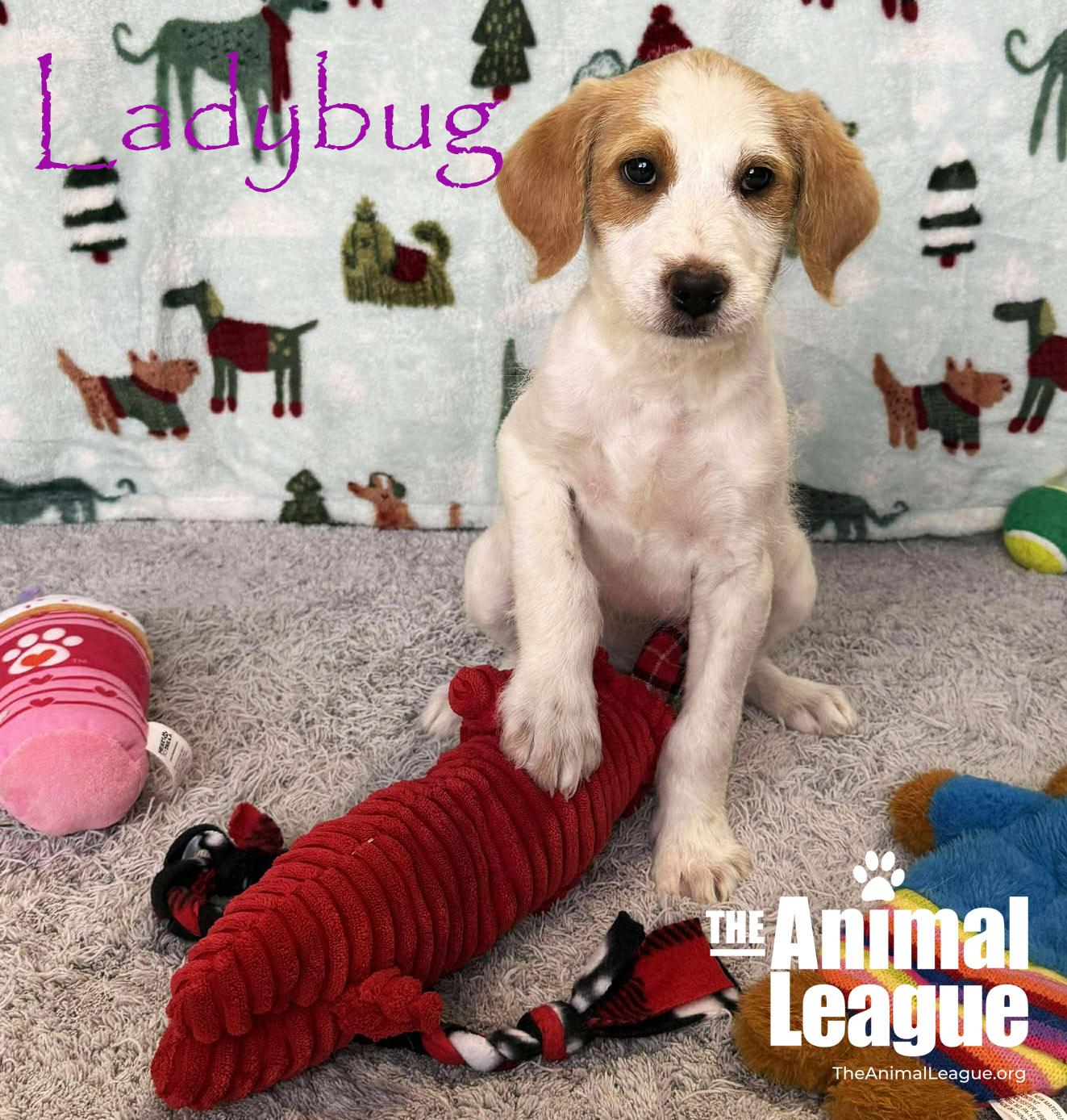 Enlarge Ladybug, a ADOPTABLE mixed breed in Clermont, FL image 4/4