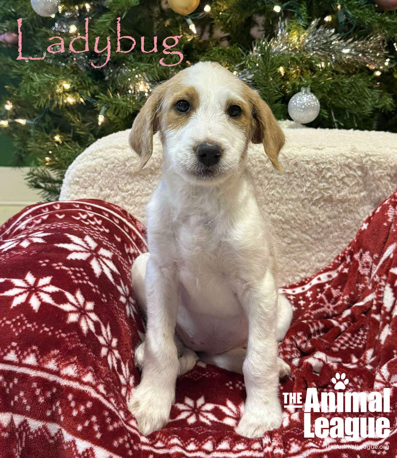 Ladybug, ADOPTABLE, Puppy Female Jack Russell Terrier & Poodle.