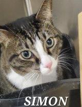 Enlarge SIMON, a Adoptable Tabby in Henderson, NV image 1/2