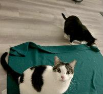 Enlarge SIMON, a Adoptable Tabby in Henderson, NV image 2/2