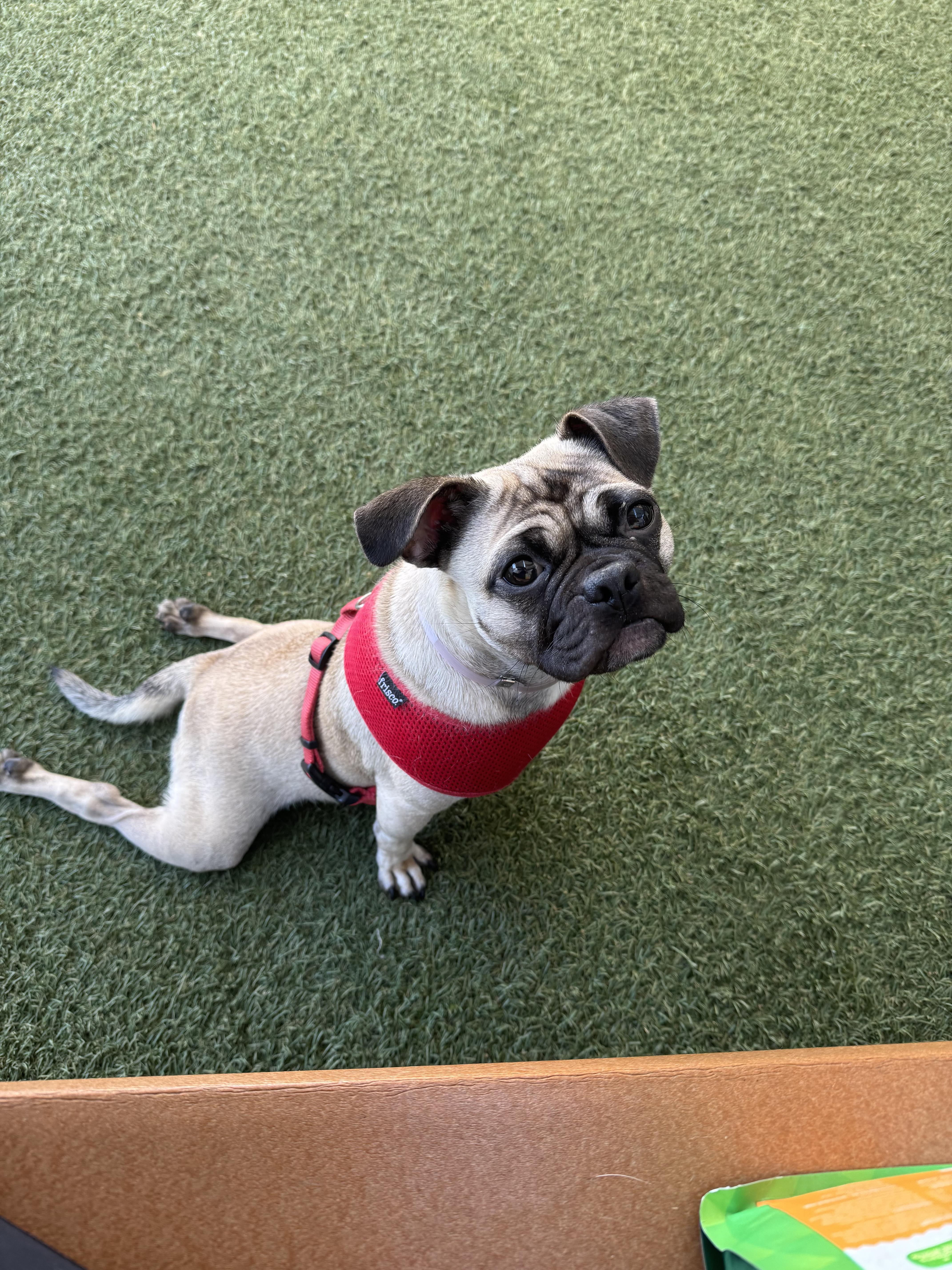 Enlarge Olive, a ADOPTABLE Pug in Laguna Beach, CA image 3/3