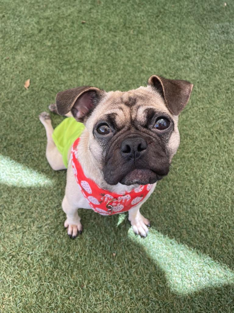 Enlarge Olive, a ADOPTABLE Pug in Laguna Beach, CA image 1/3