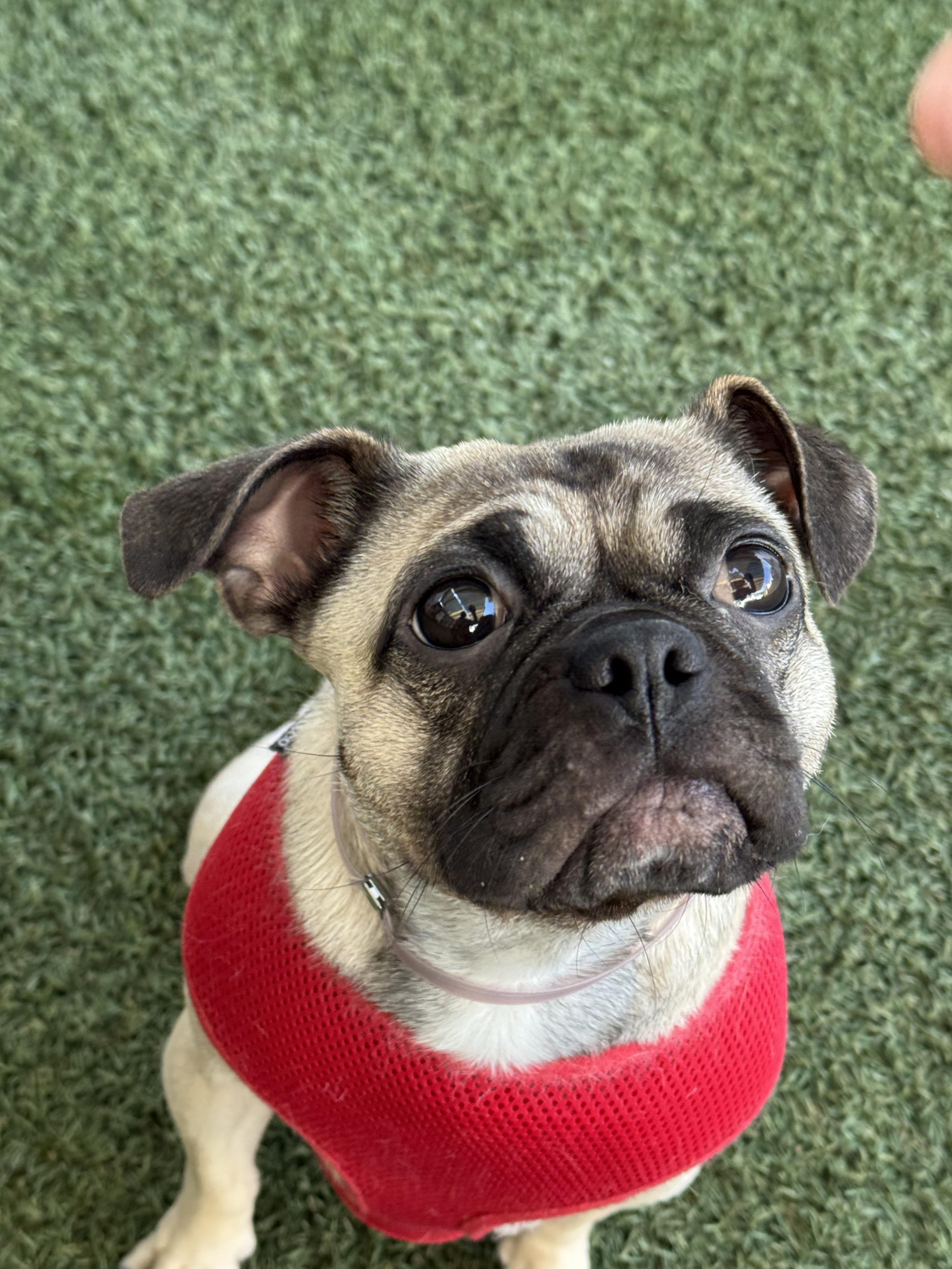 Enlarge Olive, a ADOPTABLE Pug in Laguna Beach, CA image 2/3