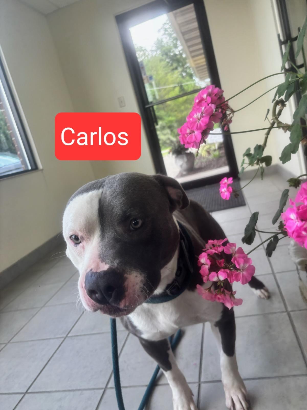 Carlos