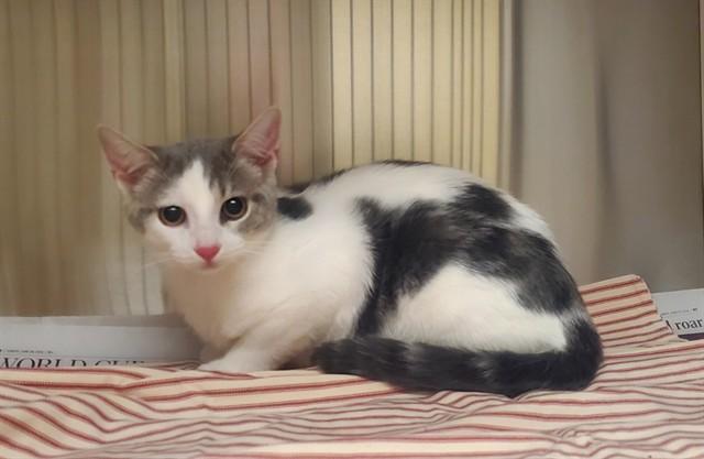 MAD HATTER, Adoptable, Young Male Domestic Short Hair.