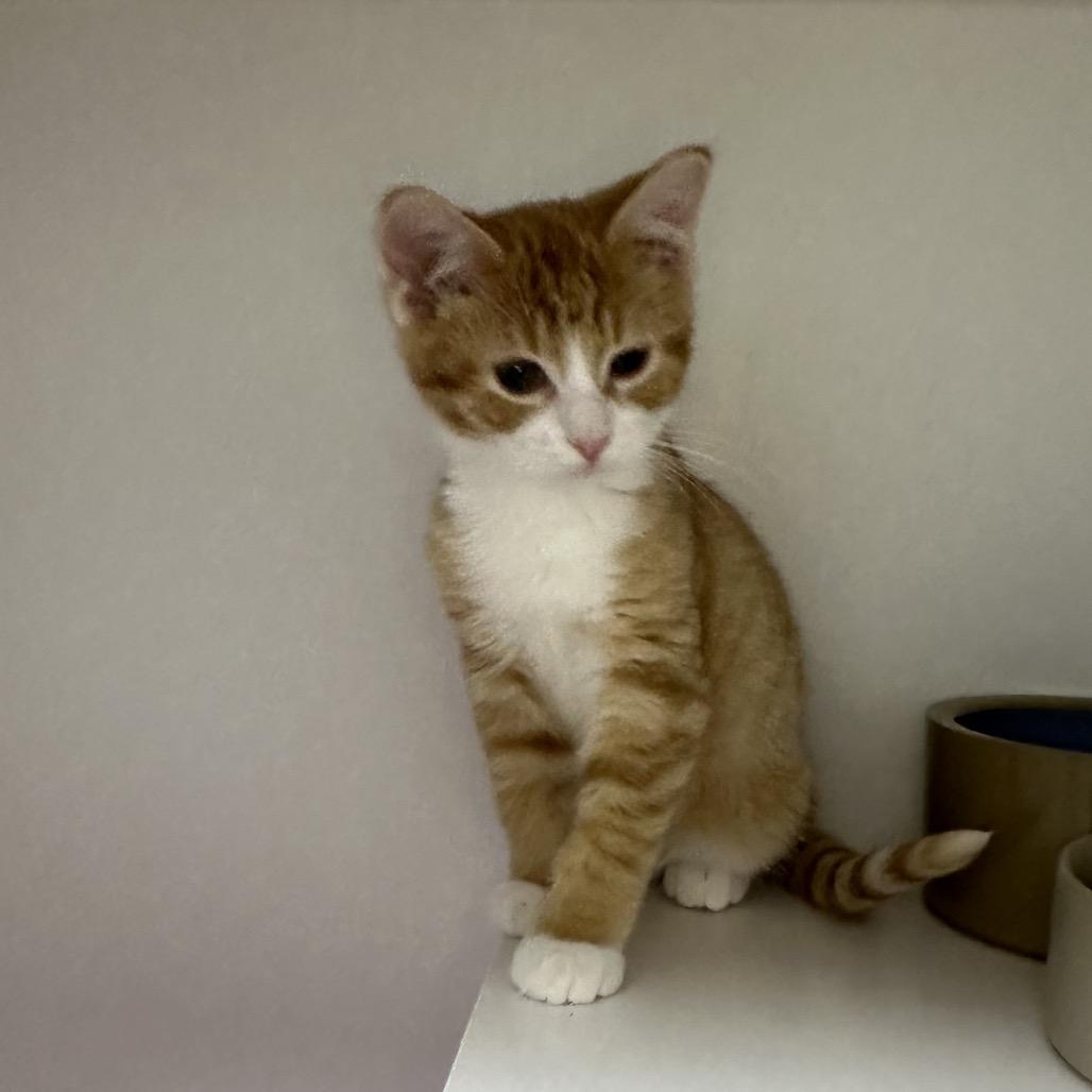Peanut, Adoptable, Kitten Male Domestic Short Hair.