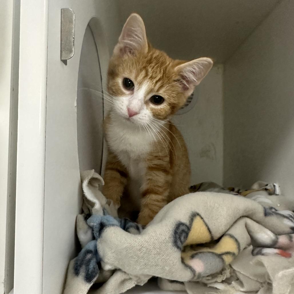 Enlarge Peanut, a Adoptable Domestic Short Hair in Chaska, MN image 2/4