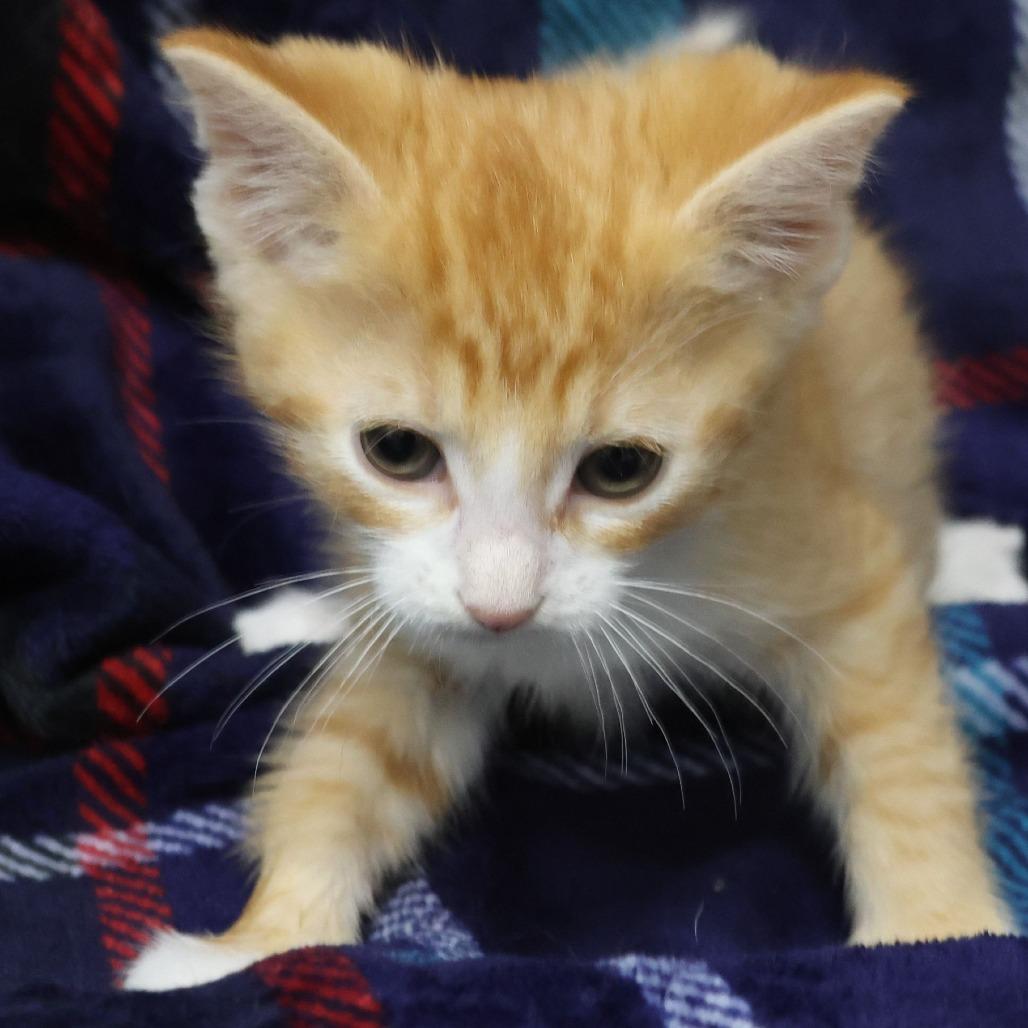 Enlarge Peanut, a Adoptable Domestic Short Hair in Chaska, MN image 3/4