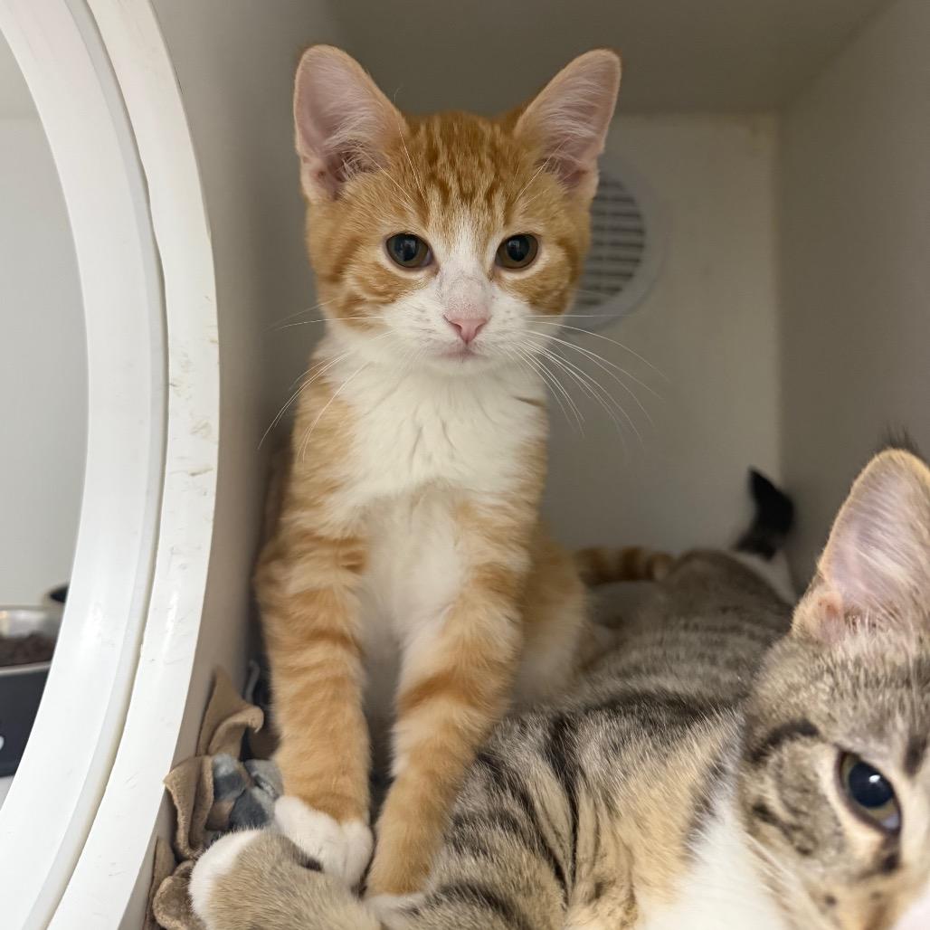 Enlarge Peanut, a Adoptable Domestic Short Hair in Chaska, MN image 4/4