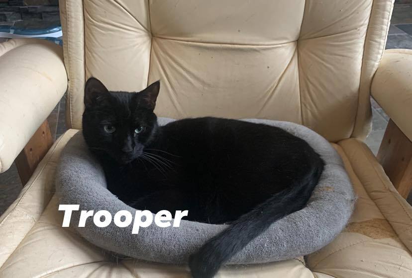 Trooper, Adoptable, Adult Male Domestic Short Hair.