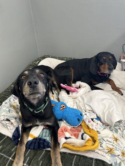 Aura, Adoptable, Adult Female Coonhound & Mixed Breed.
