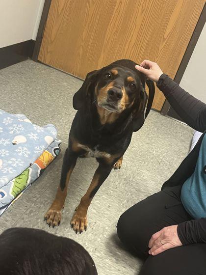 Enlarge Aura, a Adoptable mixed breed in Shawano, WI image 1/1