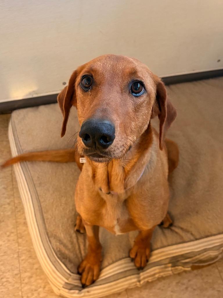 Enlarge Red, a Adopted mixed breed in Heber City, UT image 1/1