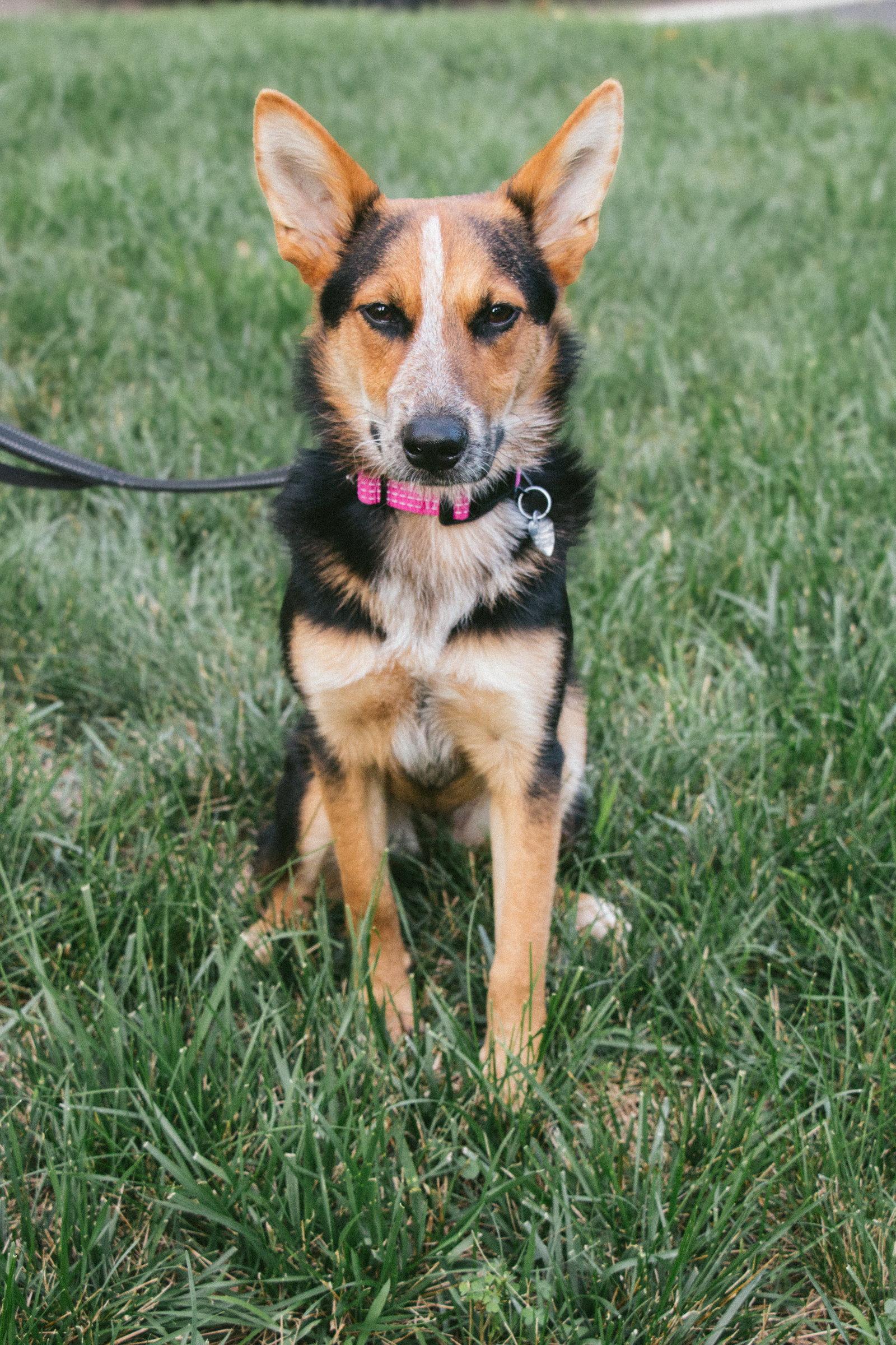 Ava- your best girl, Adoptable, Young Female Australian Cattle Dog / Blue Heeler & Cardigan Welsh Corgi.