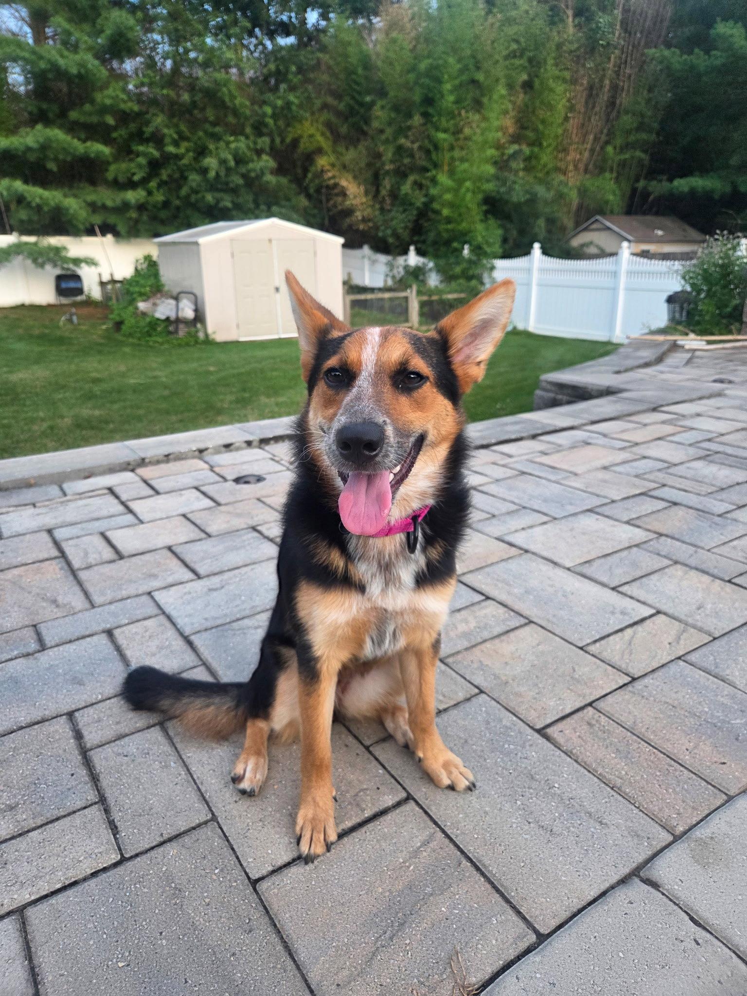 Enlarge Ava- your best girl, a Adoptable mixed breed in Oakhurst, NJ image 2/3