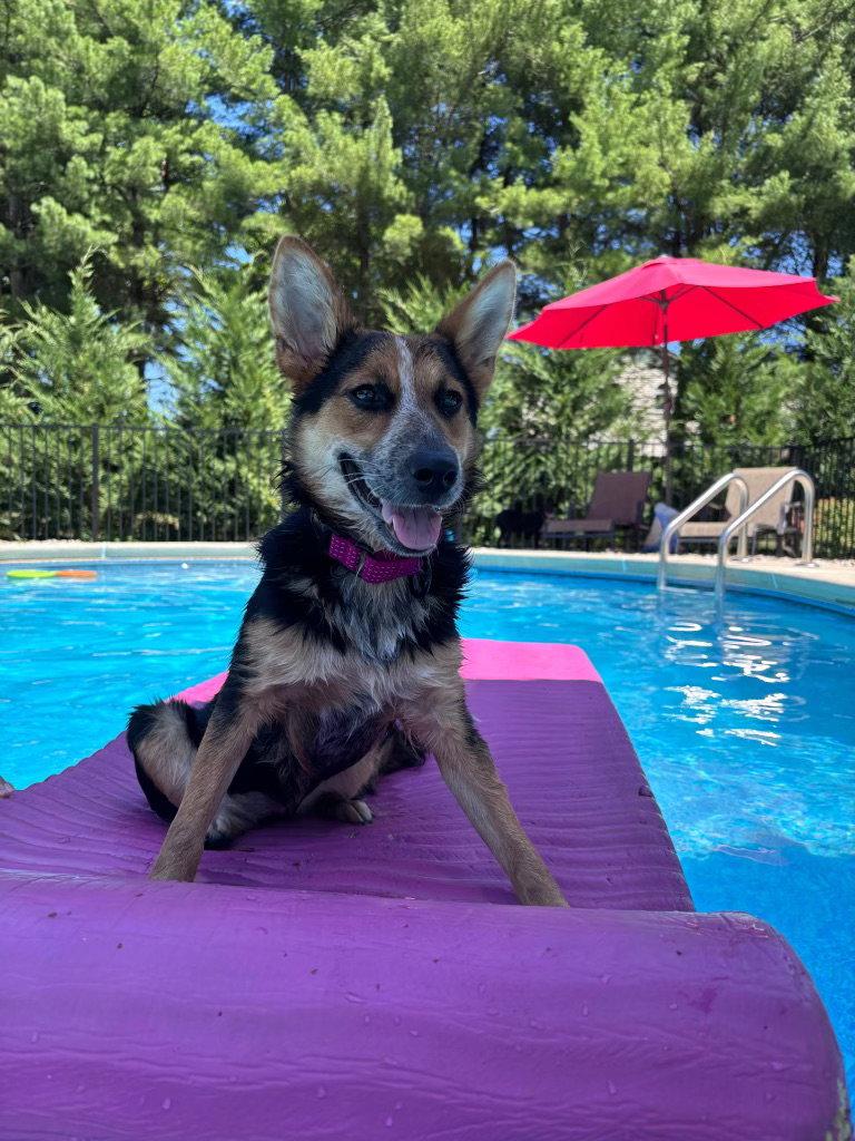 Enlarge Ava- your best girl, a Adoptable mixed breed in Oakhurst, NJ image 3/3
