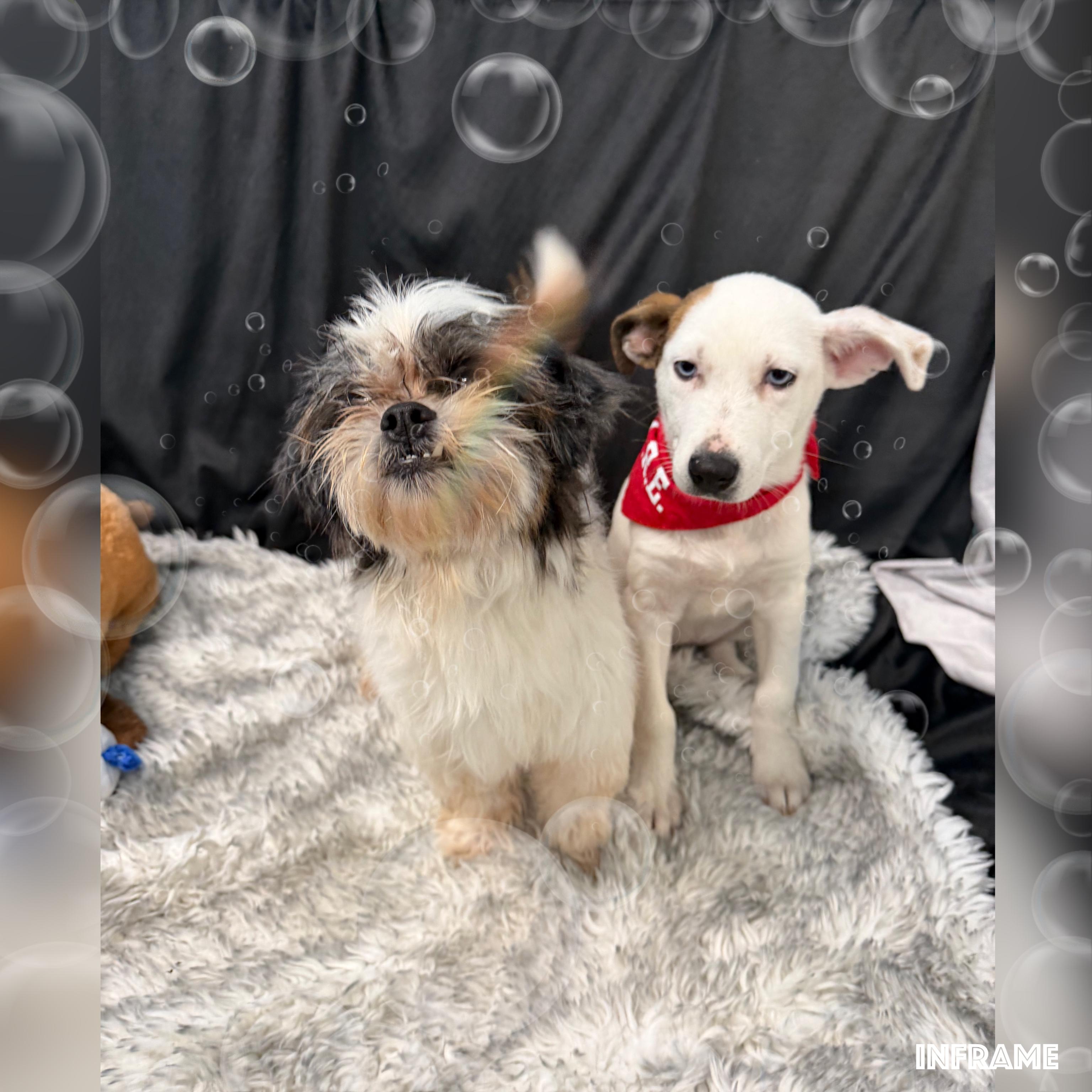 Jedi, a ADOPTABLE Shih Tzu in Fredericksburg, VA image 6/6