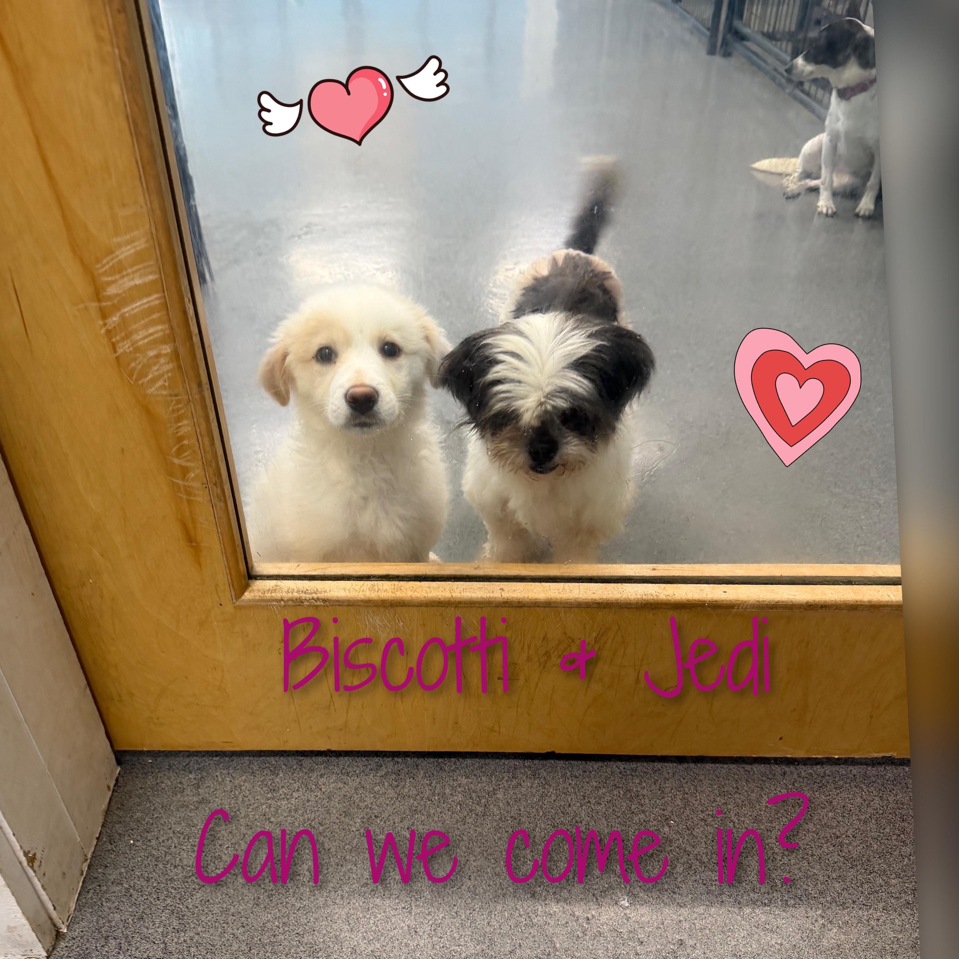 Jedi, a ADOPTABLE Shih Tzu in Fredericksburg, VA image 4/6