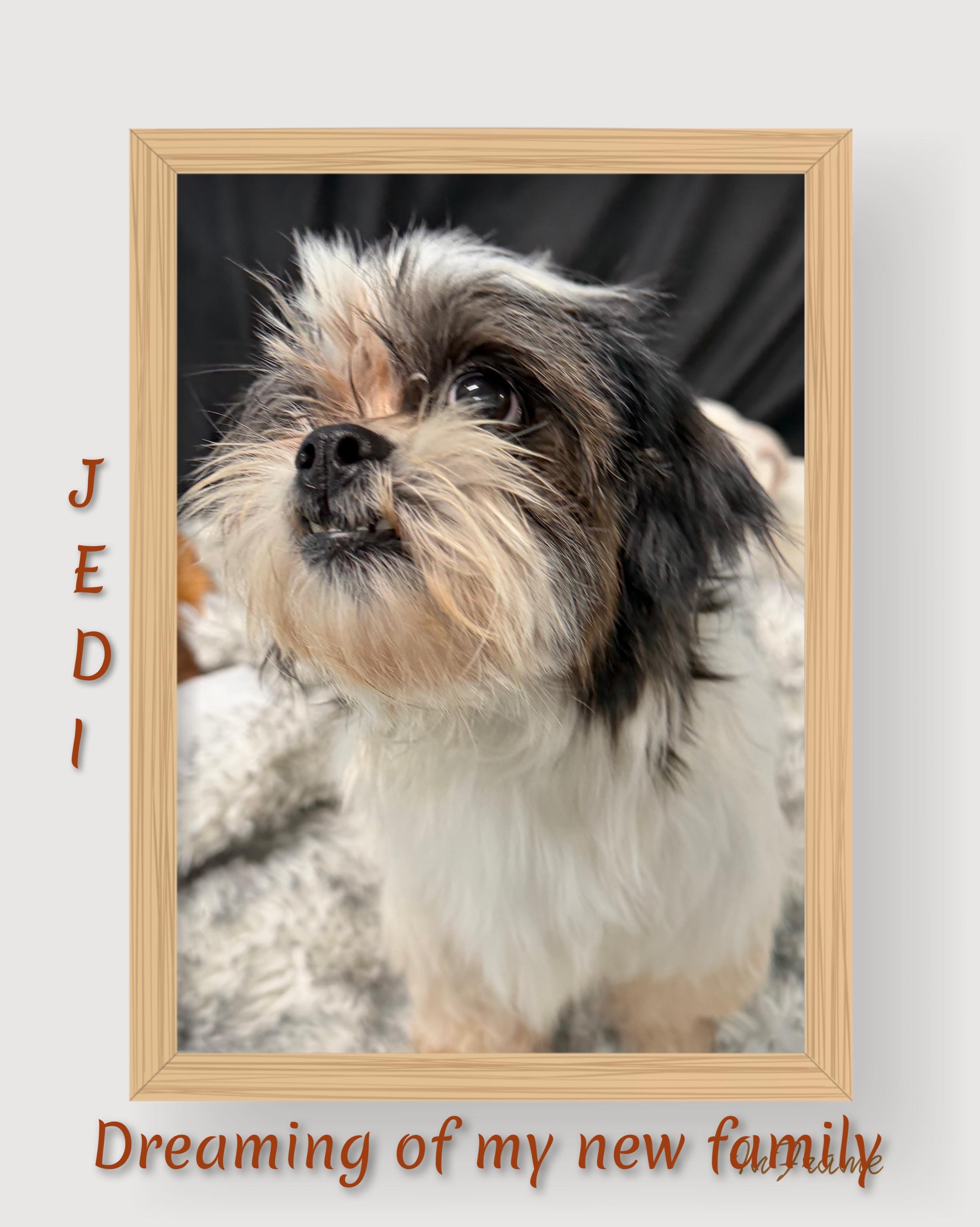 Jedi, a ADOPTABLE Shih Tzu in Fredericksburg, VA image 5/6