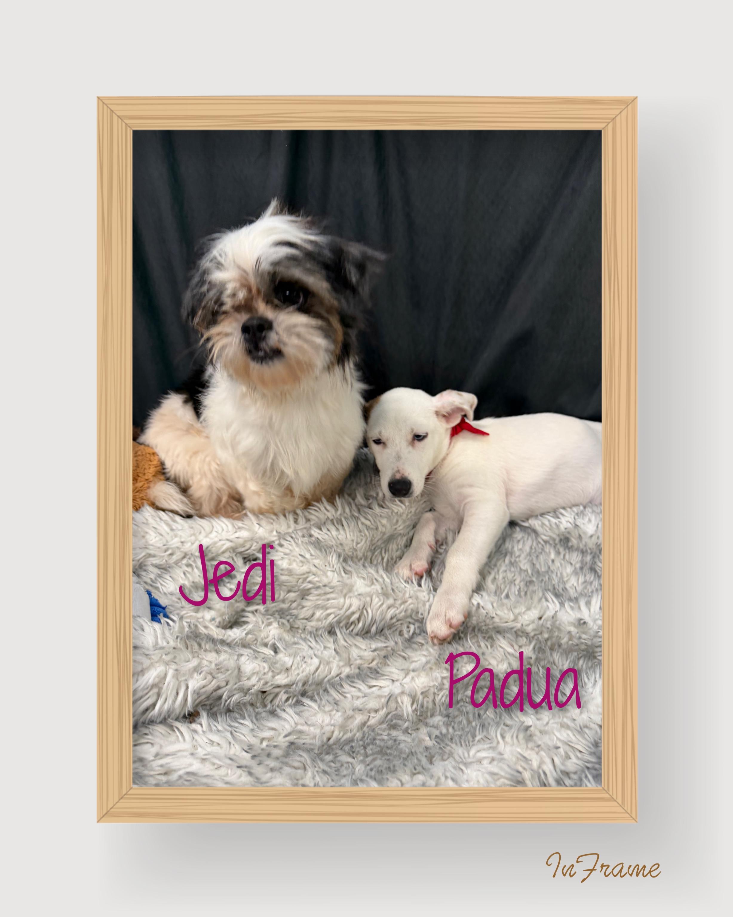 Jedi, a ADOPTABLE Shih Tzu in Fredericksburg, VA image 2/6