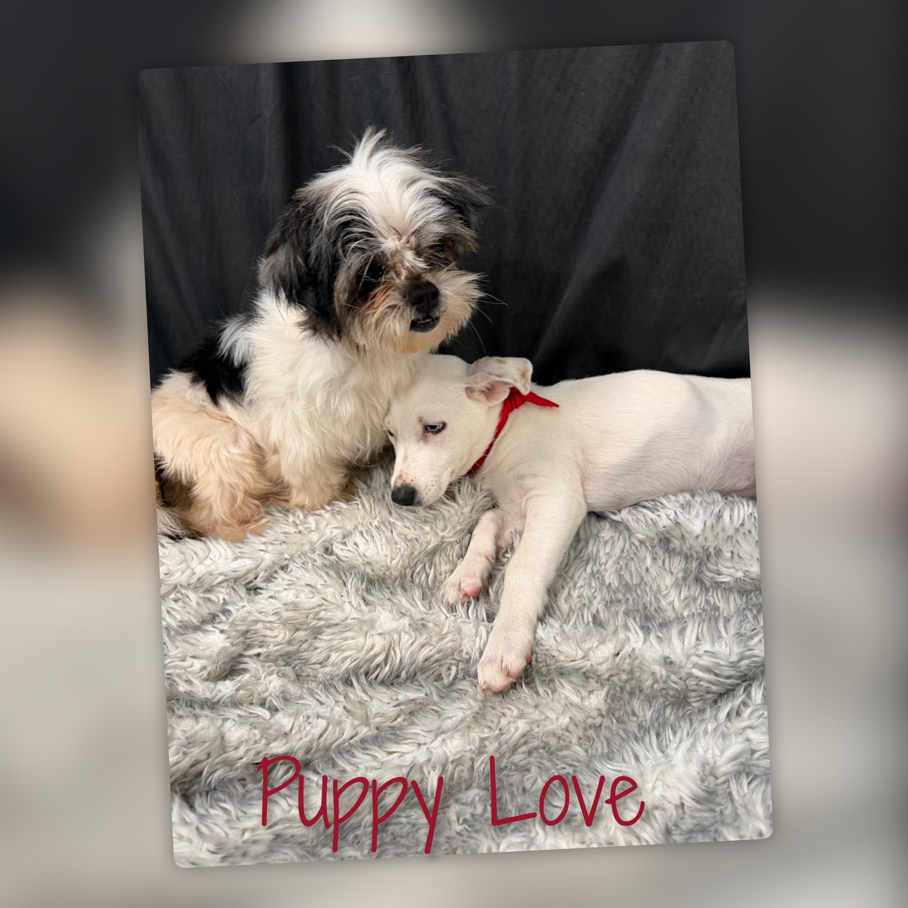 Jedi, a ADOPTABLE Shih Tzu in Fredericksburg, VA image 3/6