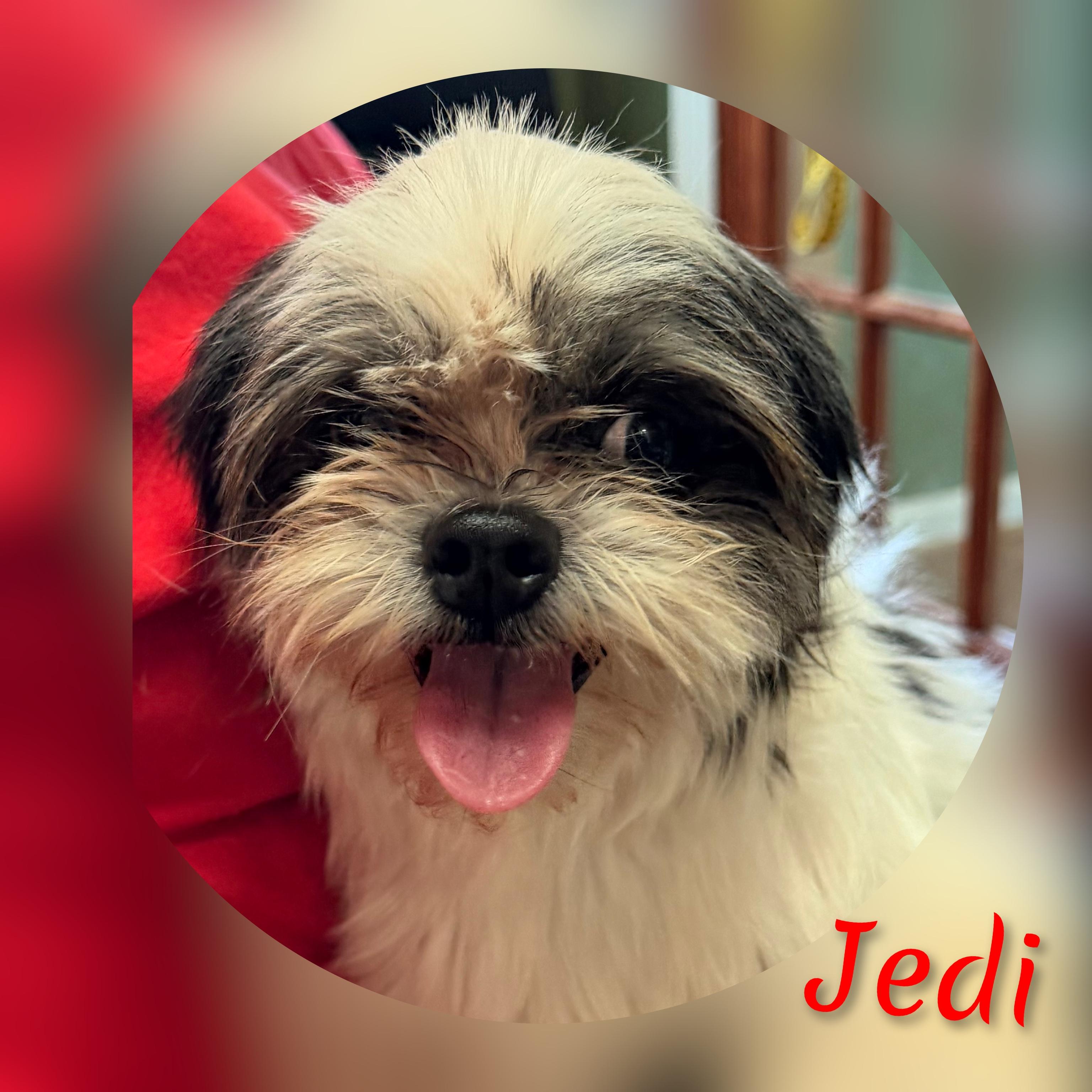 Jedi, ADOPTABLE, Adult Male Shih Tzu.