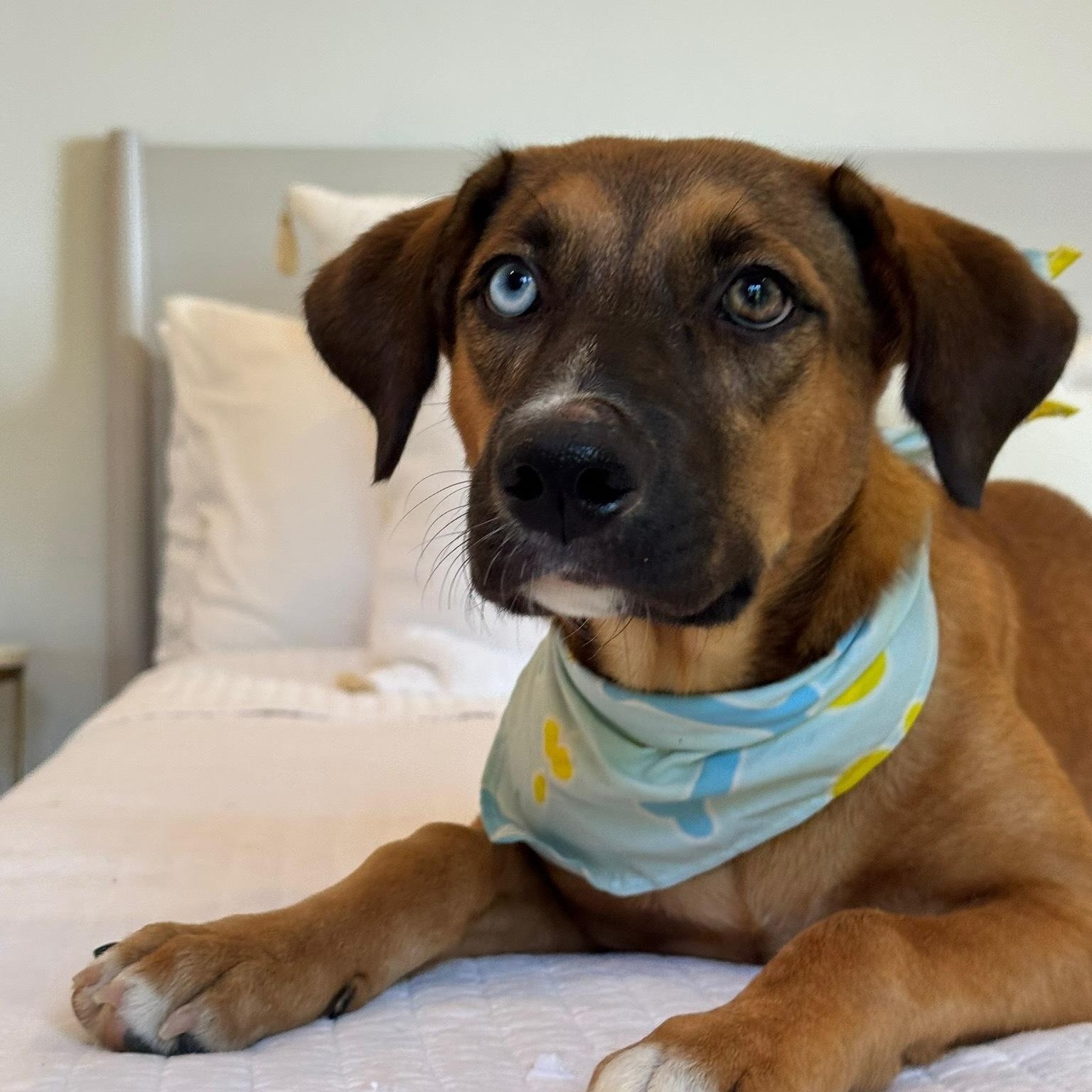 Enlarge Meet Paisley — the blue-eyed girl who was made for love. , a Adoptable mixed breed in Lake Forest, IL image 5/5