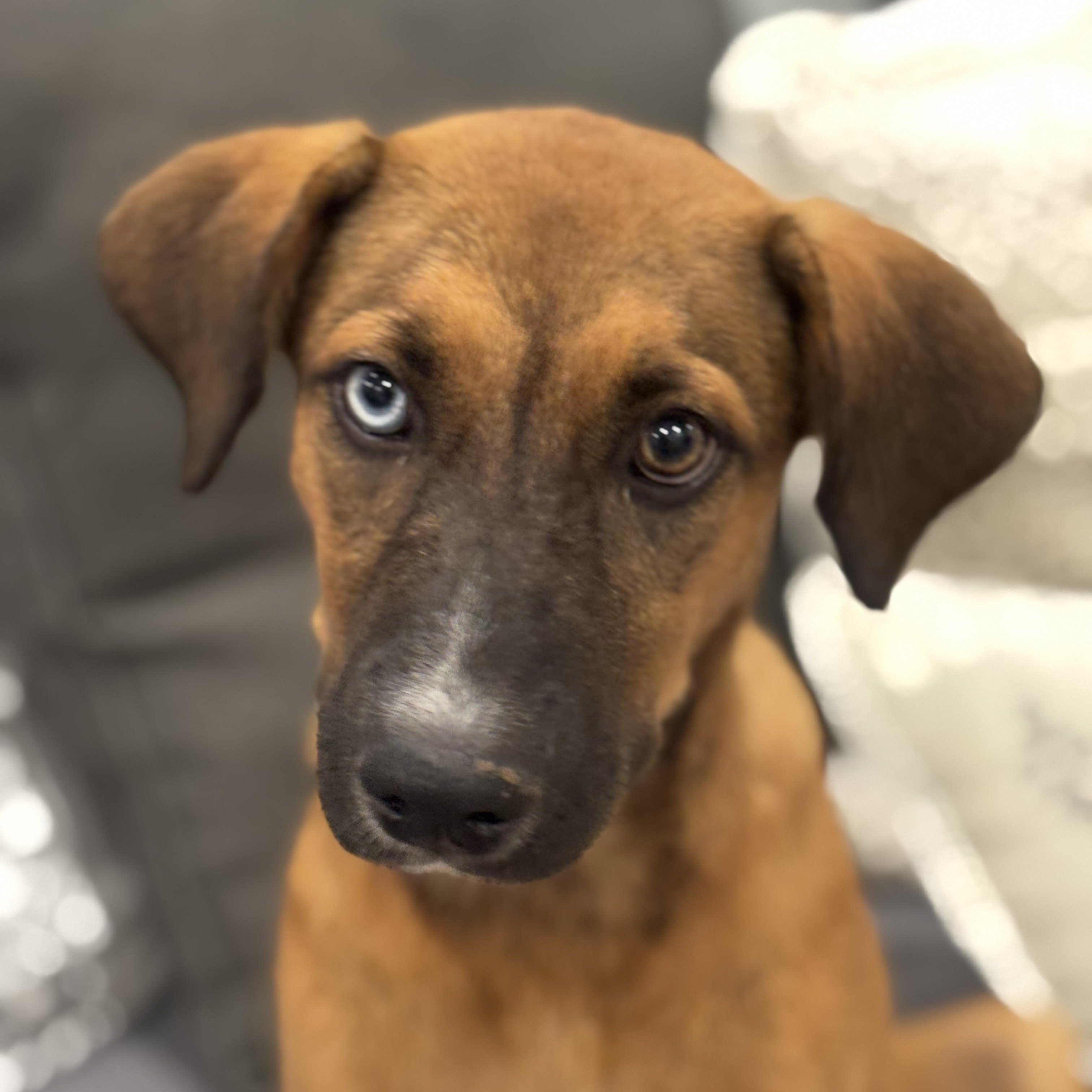 Enlarge Meet Paisley — the blue-eyed girl who was made for love. , a Adoptable mixed breed in Lake Forest, IL image 2/5