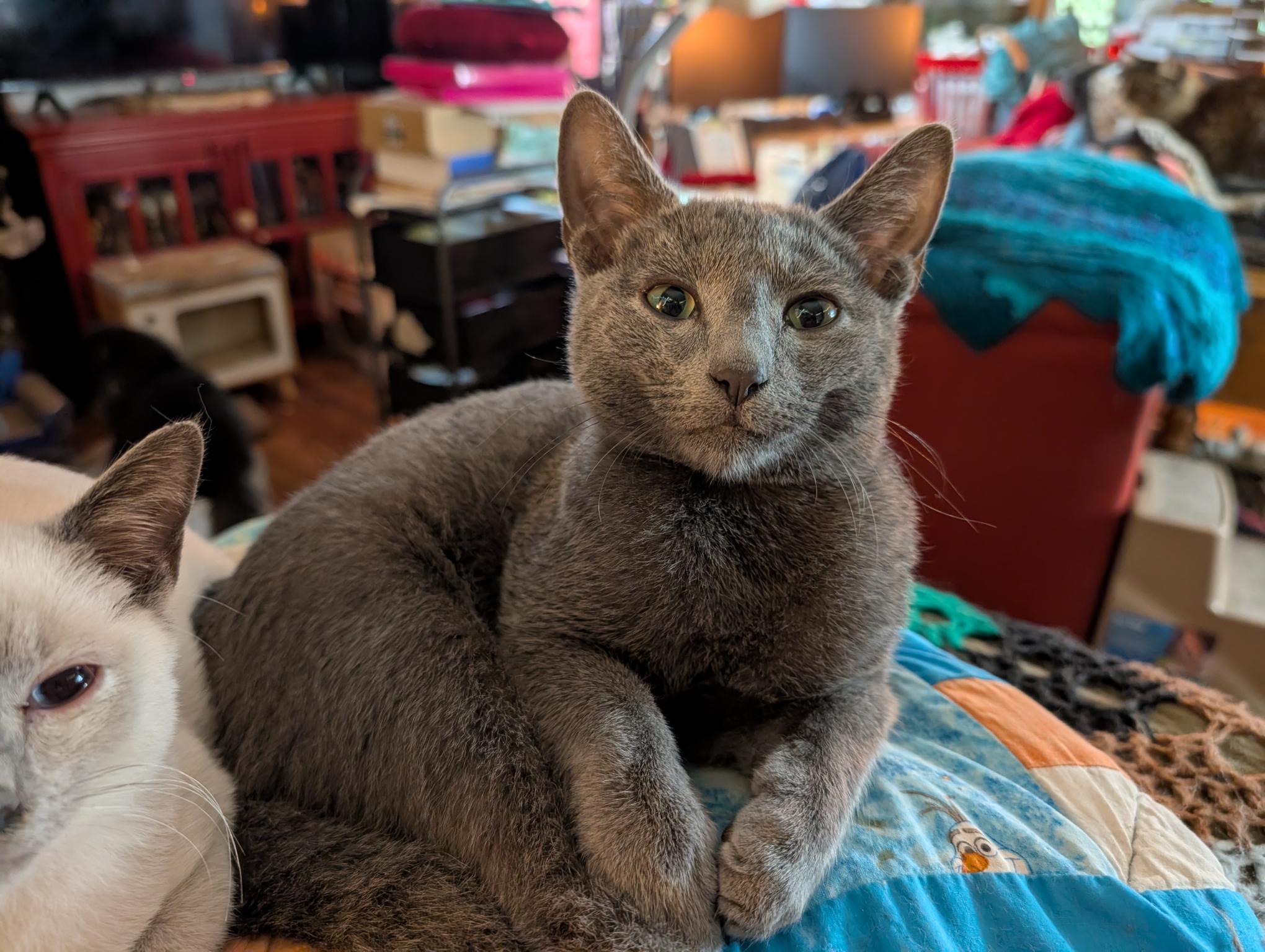 Enlarge Hekili - C10721ssb, a Adoptable Russian Blue in Burlington, WA image 1/4