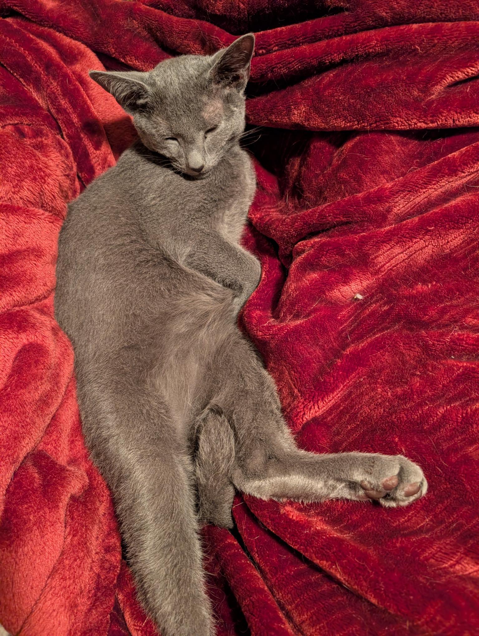 Enlarge Hekili - C10721ssb, a Adoptable Russian Blue in Burlington, WA image 2/4