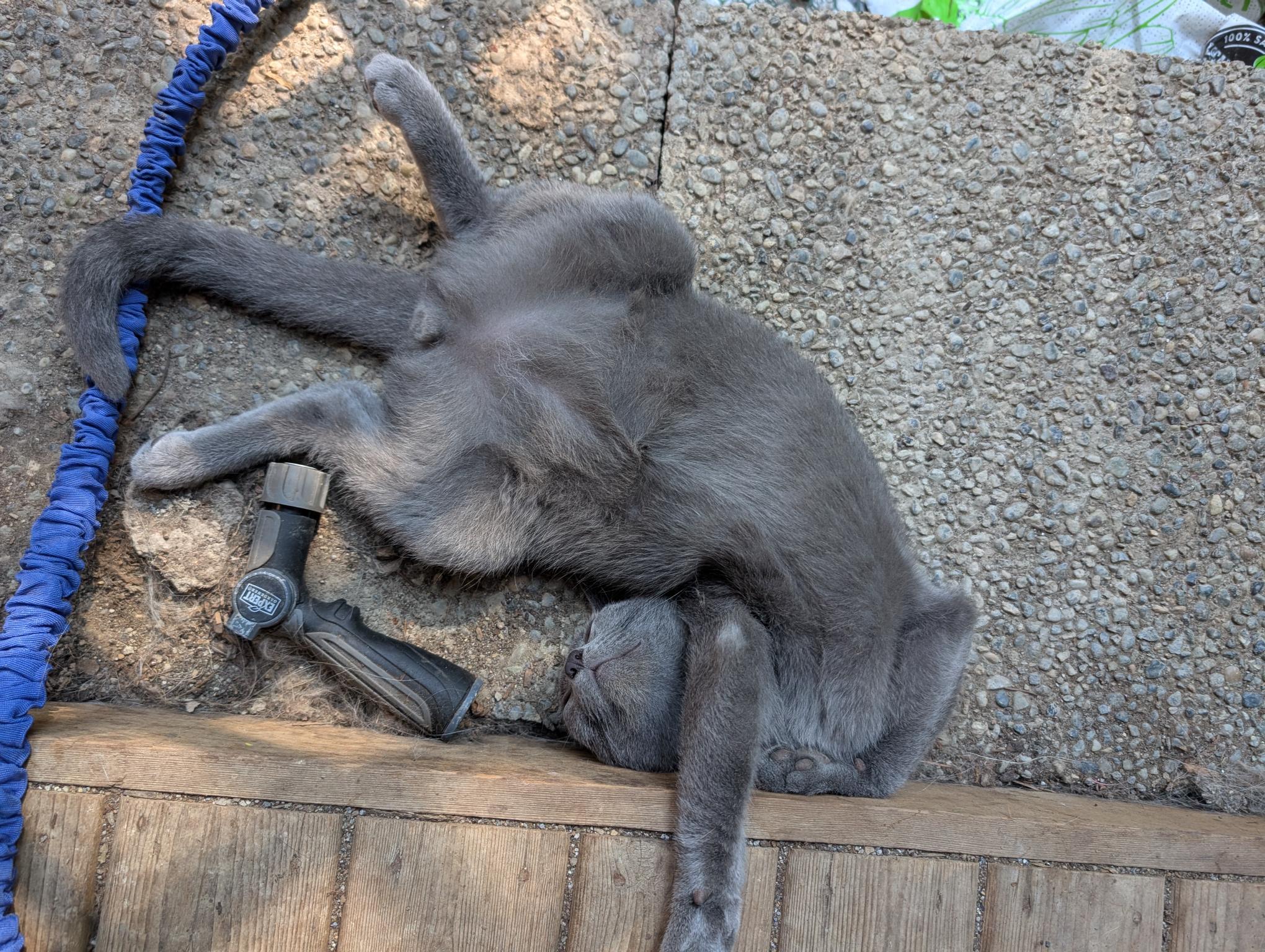 Enlarge Hekili - C10721ssb, a Adoptable Russian Blue in Burlington, WA image 3/4