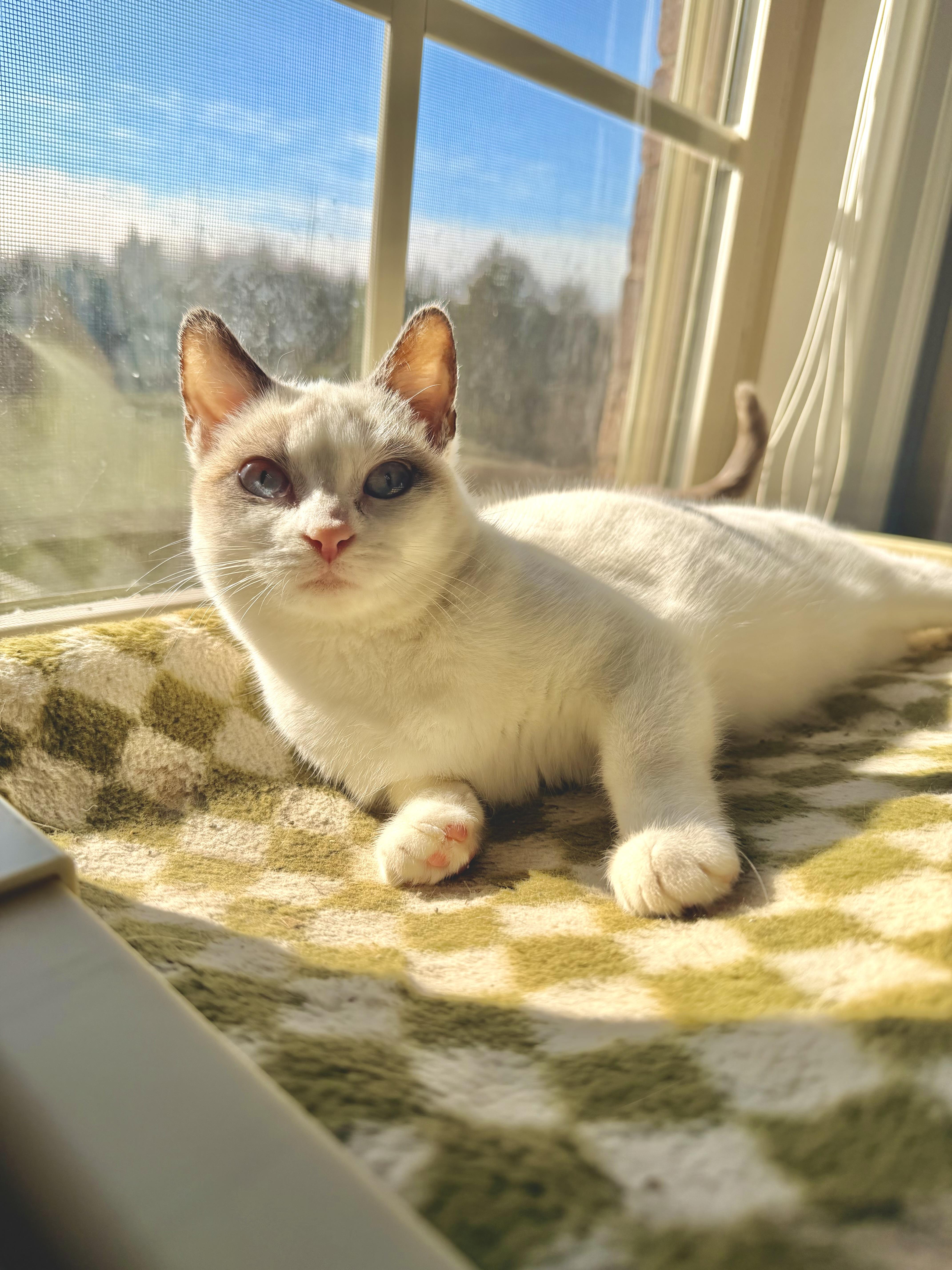 Enlarge BonBon, an adopted mixed breed in Louisville, KY image 2/3