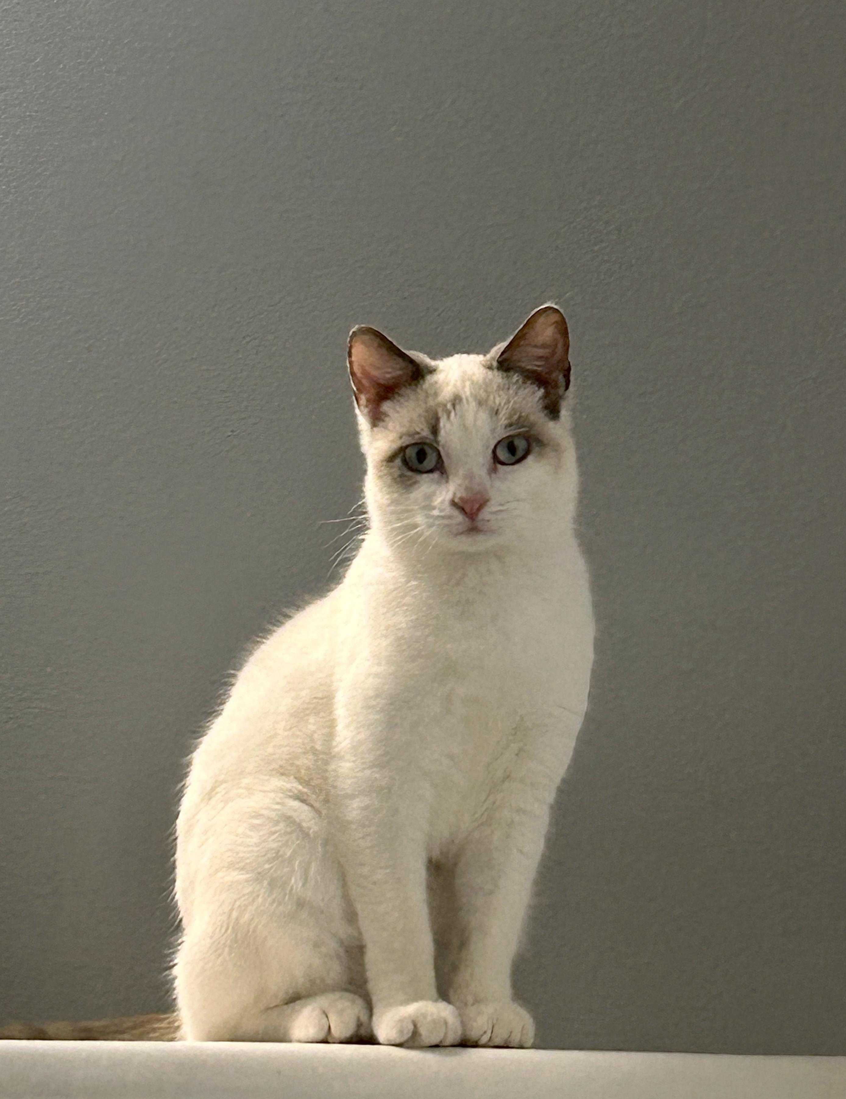 Enlarge BonBon, an adopted mixed breed in Louisville, KY image 3/3