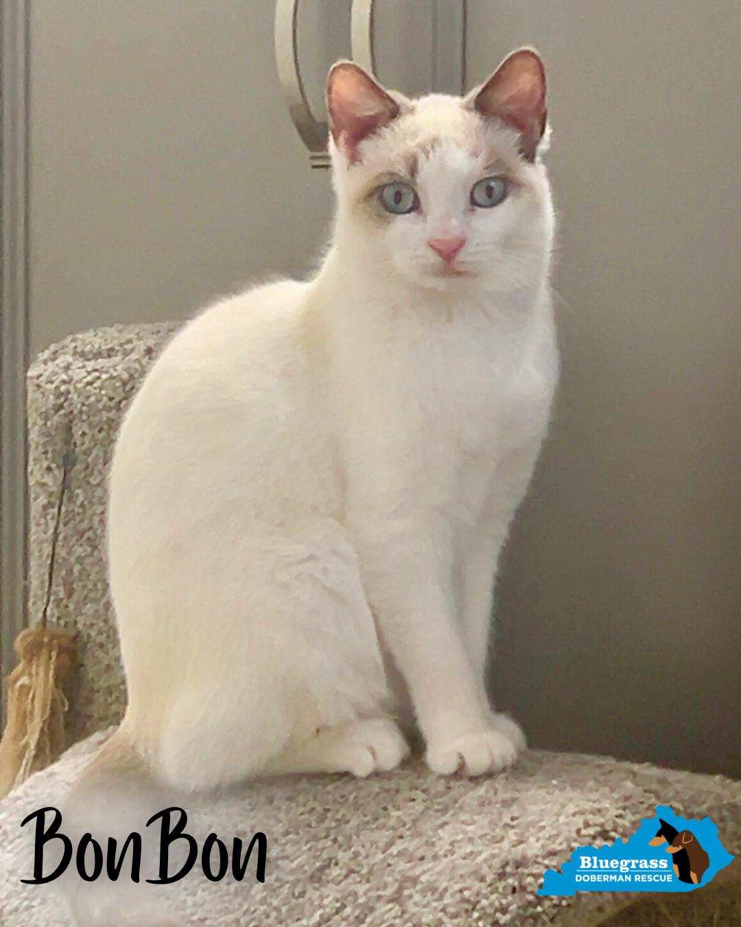 BonBon, adopted, Young Female Siamese.