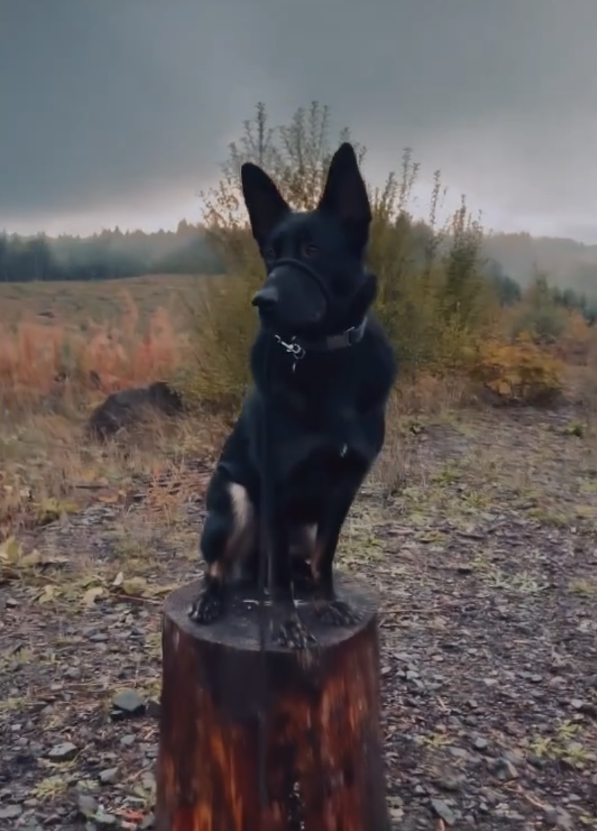 Rico, a Adopted mixed breed in Portland, OR image 5/6