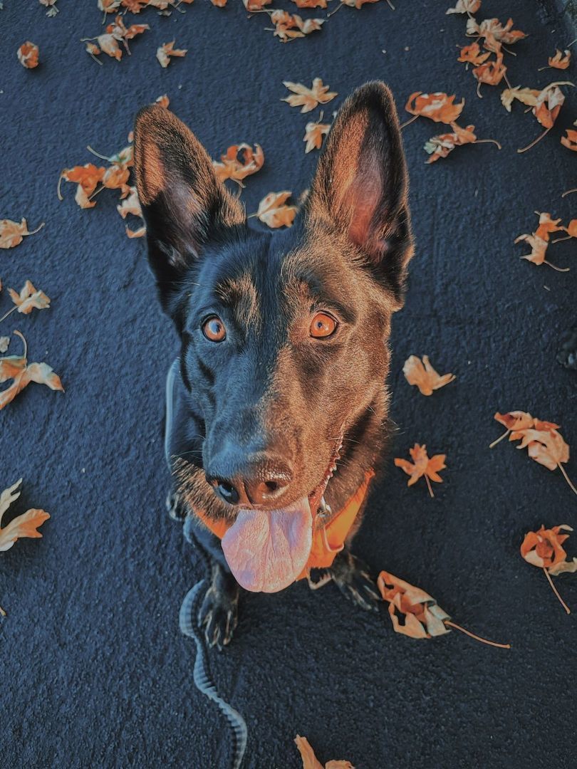 Rico, a Adopted mixed breed in Portland, OR image 2/6