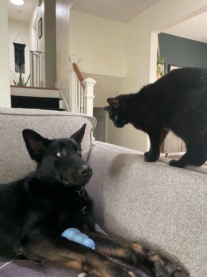 Rico, a Adopted mixed breed in Portland, OR image 6/6