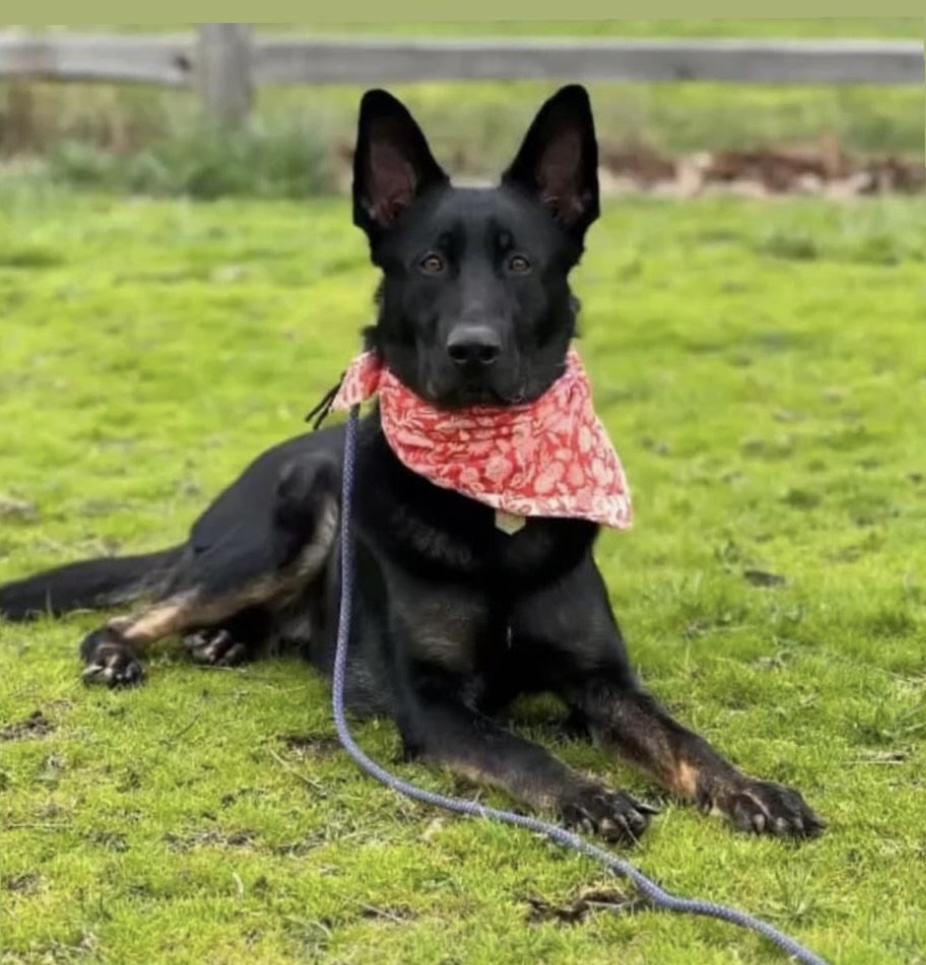 Rico, a Adopted mixed breed in Portland, OR image 1/6