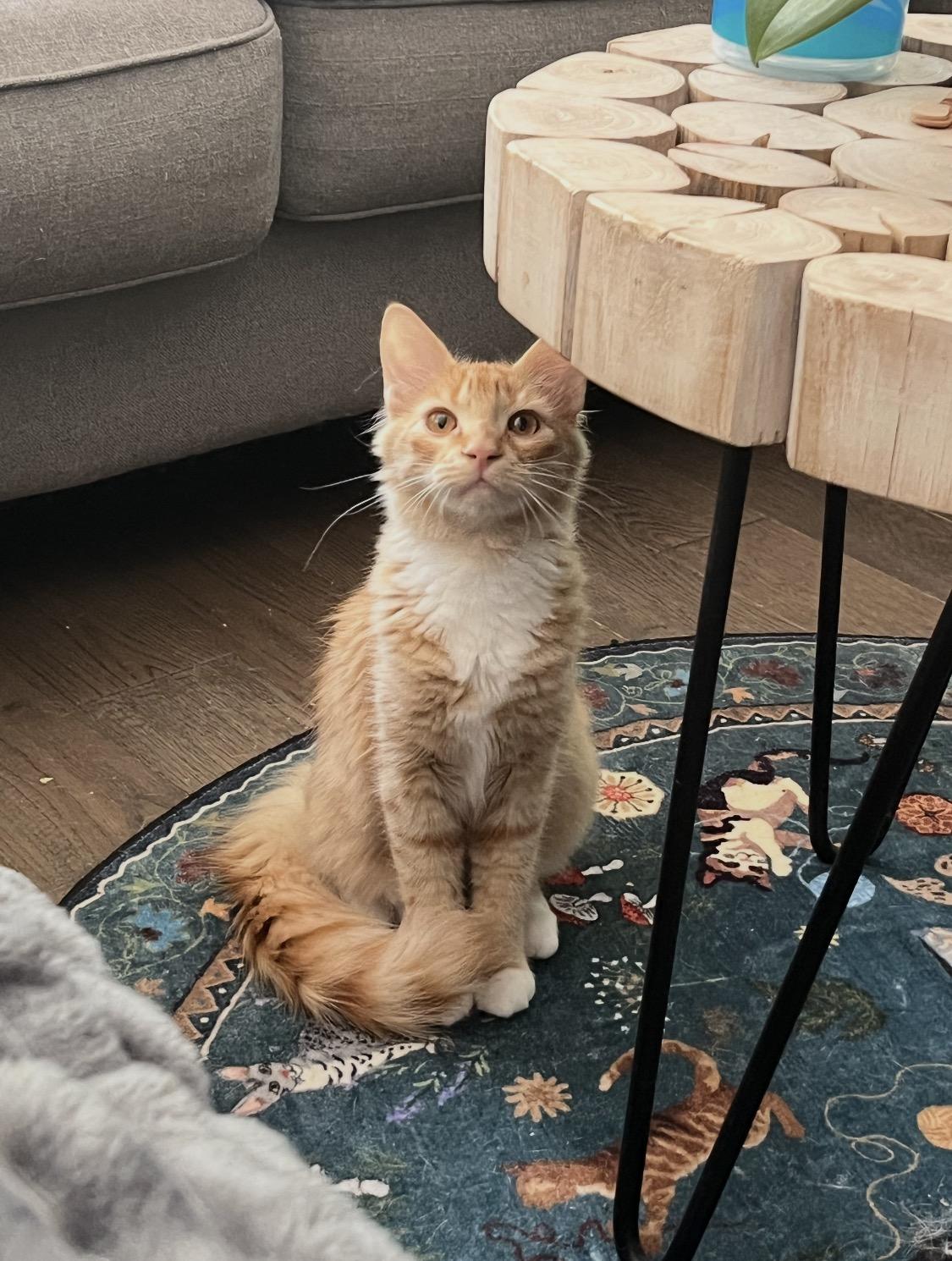 Enlarge Axl Rose, a Adopted Domestic Medium Hair in Rockland, MA image 2/6