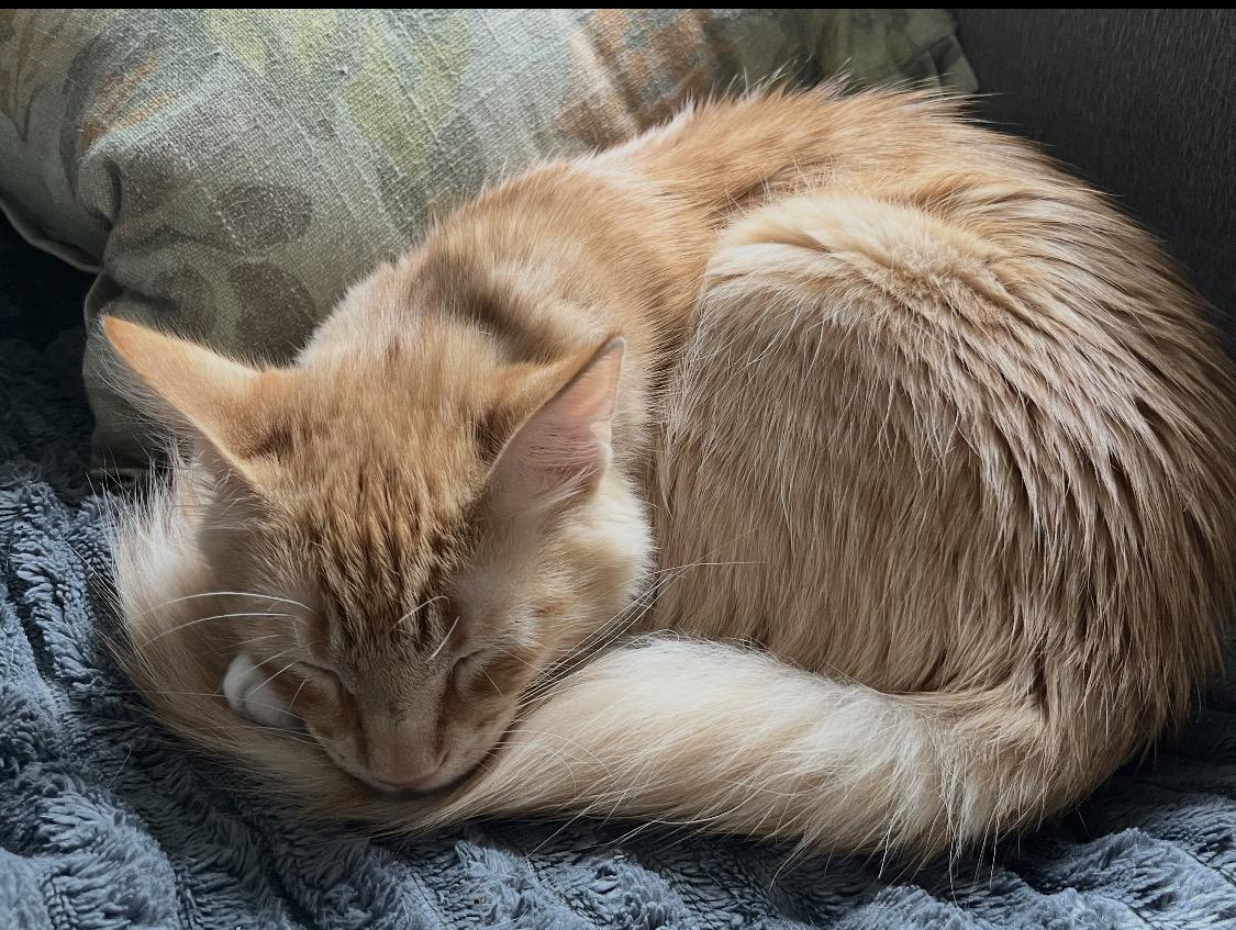 Enlarge Axl Rose, a Adopted Domestic Medium Hair in Rockland, MA image 5/6