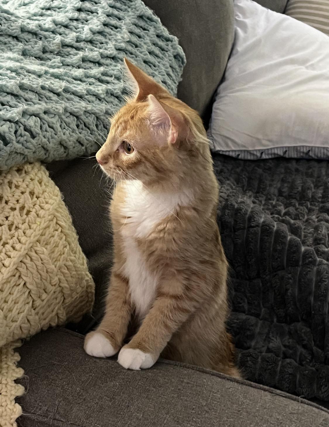 Enlarge Axl Rose, a Adopted Domestic Medium Hair in Rockland, MA image 6/6