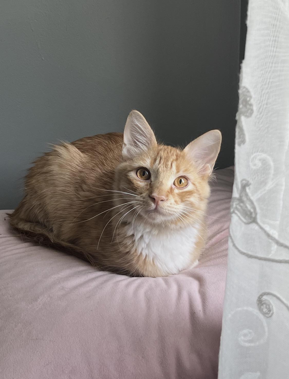 Enlarge Axl Rose, a Adopted Domestic Medium Hair in Rockland, MA image 3/6