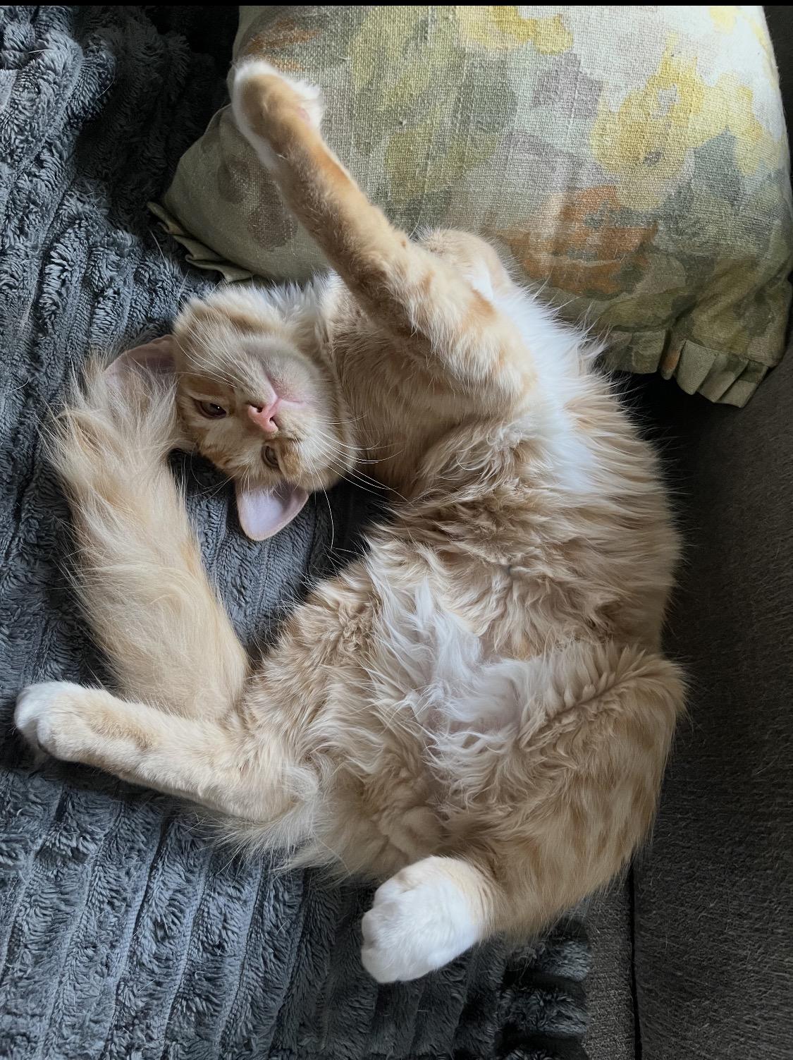 Enlarge Axl Rose, a Adopted Domestic Medium Hair in Rockland, MA image 1/6