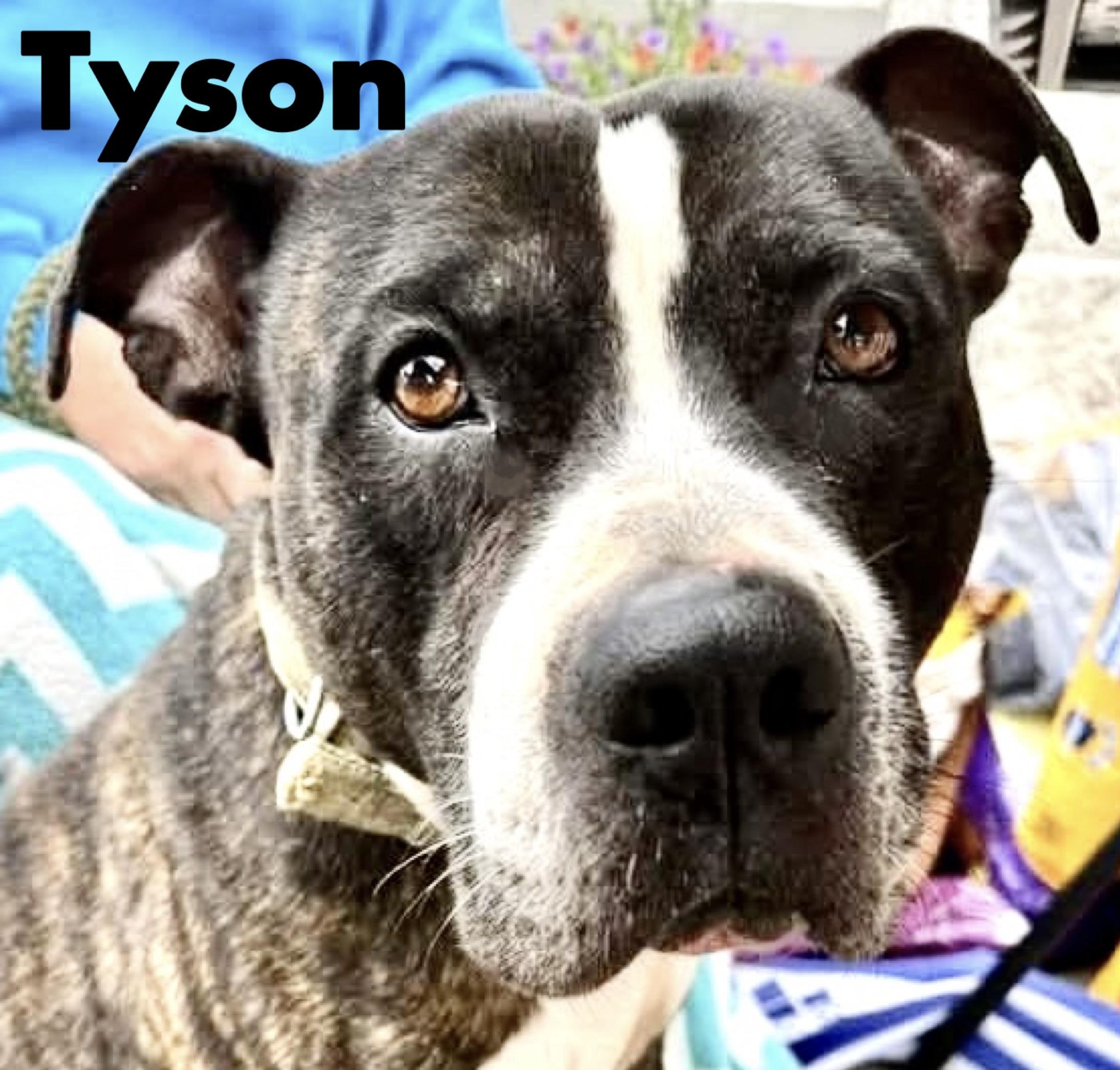 Enlarge Tyson, a ADOPTABLE Mixed Breed in Westfield, NY image 4/4