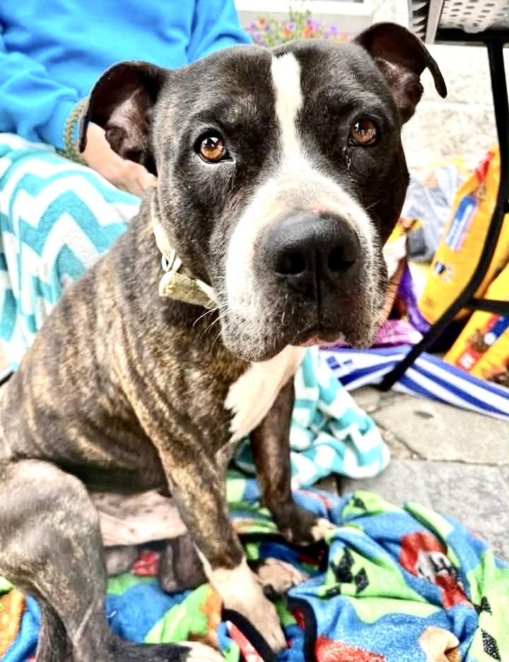 Enlarge Tyson, a ADOPTABLE Mixed Breed in Westfield, NY image 2/4