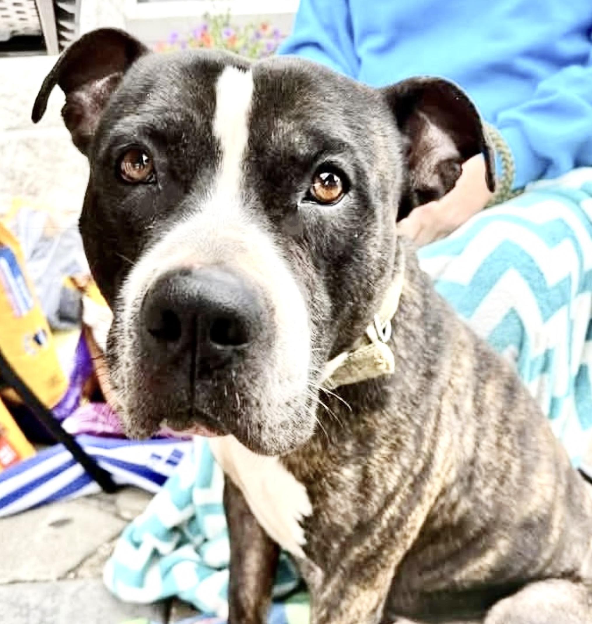 Enlarge Tyson, a ADOPTABLE Mixed Breed in Westfield, NY image 3/4