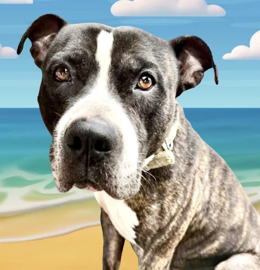 Enlarge Tyson, a ADOPTABLE Mixed Breed in Westfield, NY image 1/4
