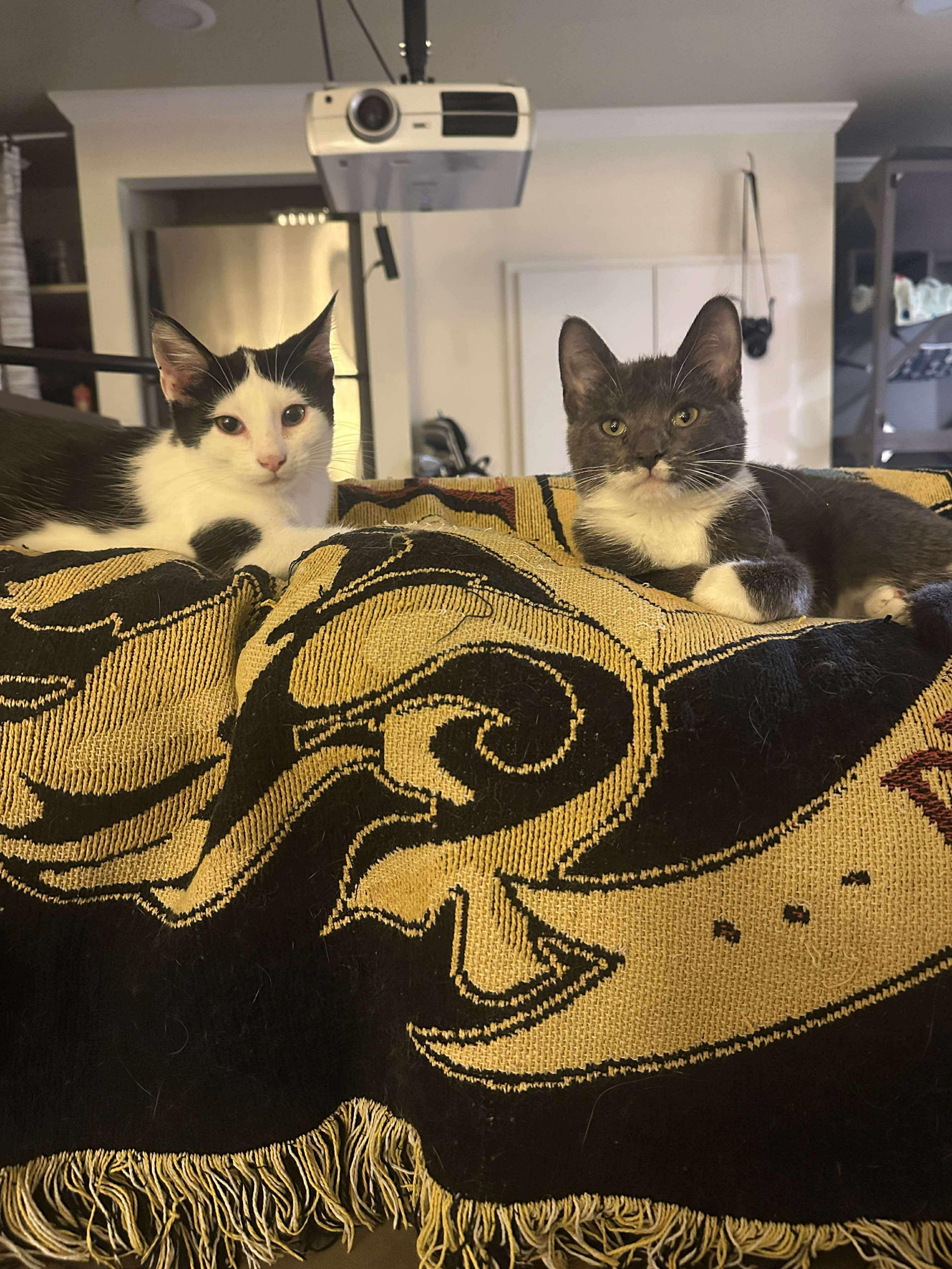 Boots, a Adoptable Domestic Short Hair in Milwaukee, WI image 3/4